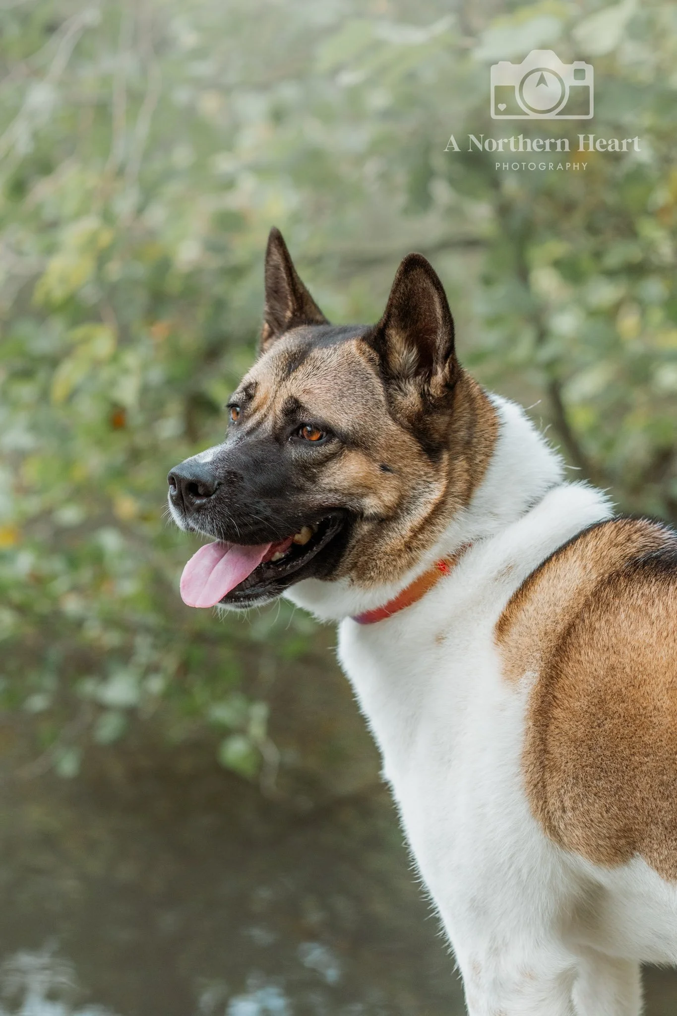 dog photoshoot gift voucher leeds_3.jpg