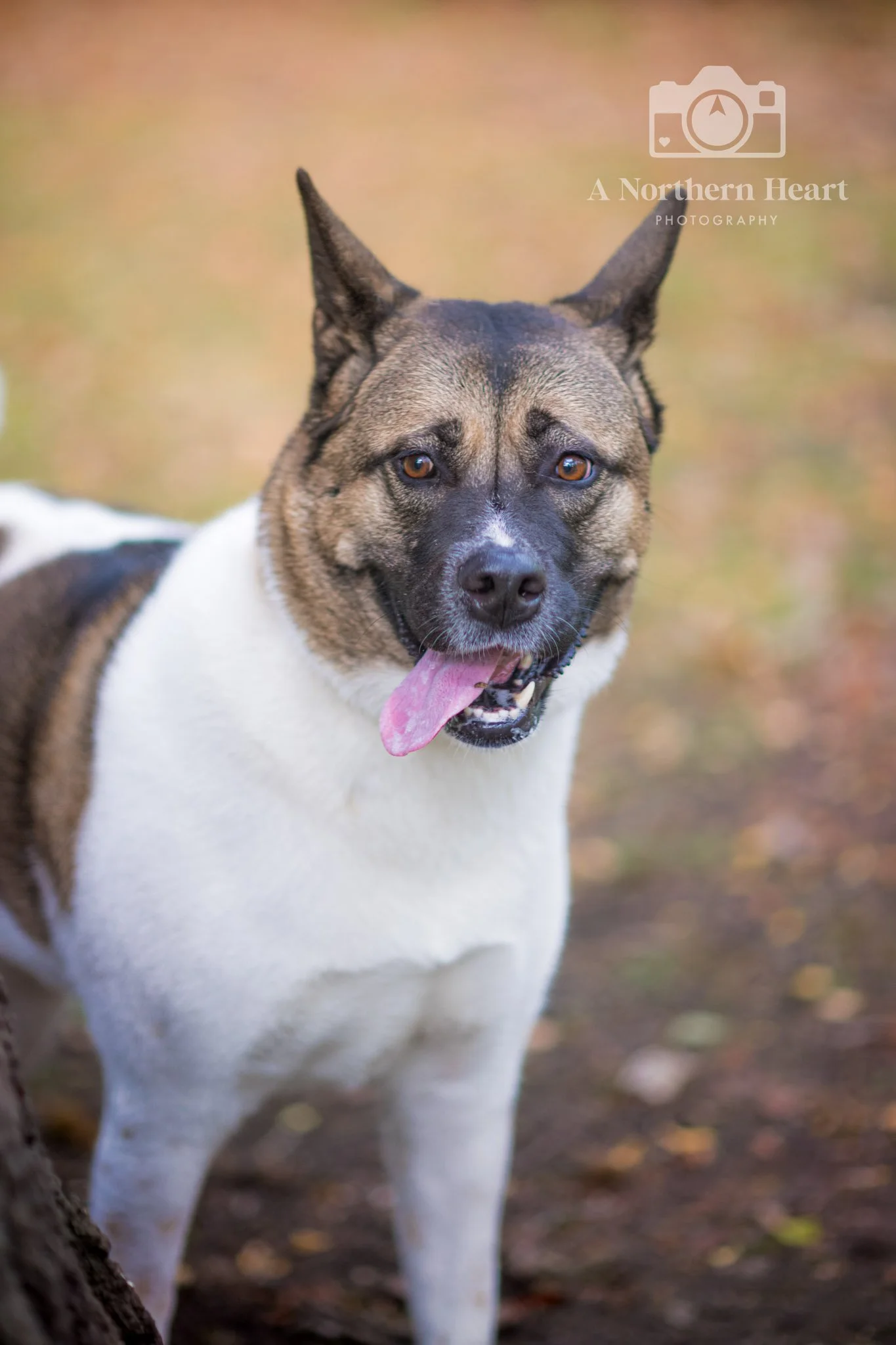 dog photoshoot gift voucher leeds_5.jpg
