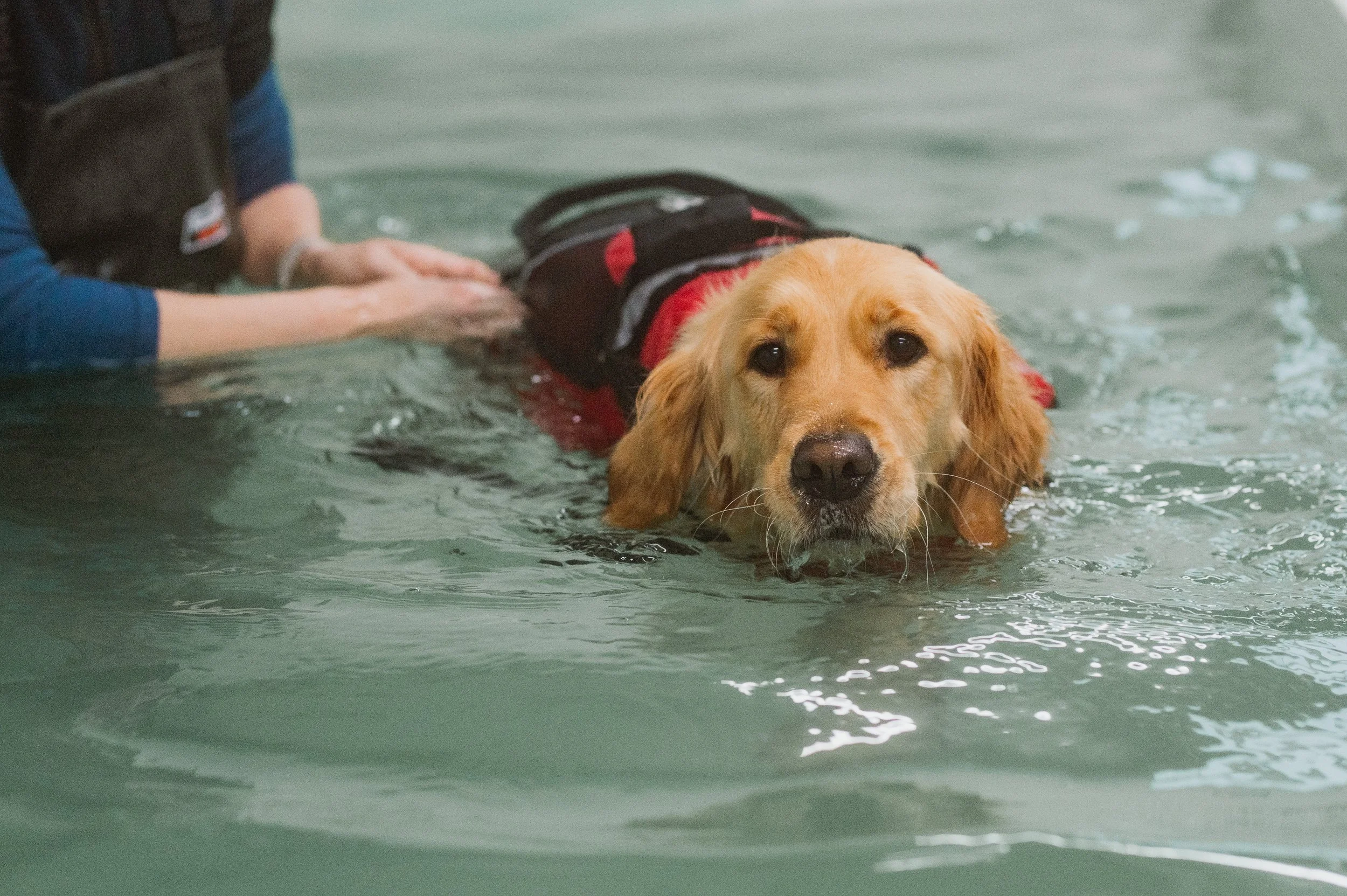dog having hydrotherapy treatment at Carlton hydro in Guiseley.