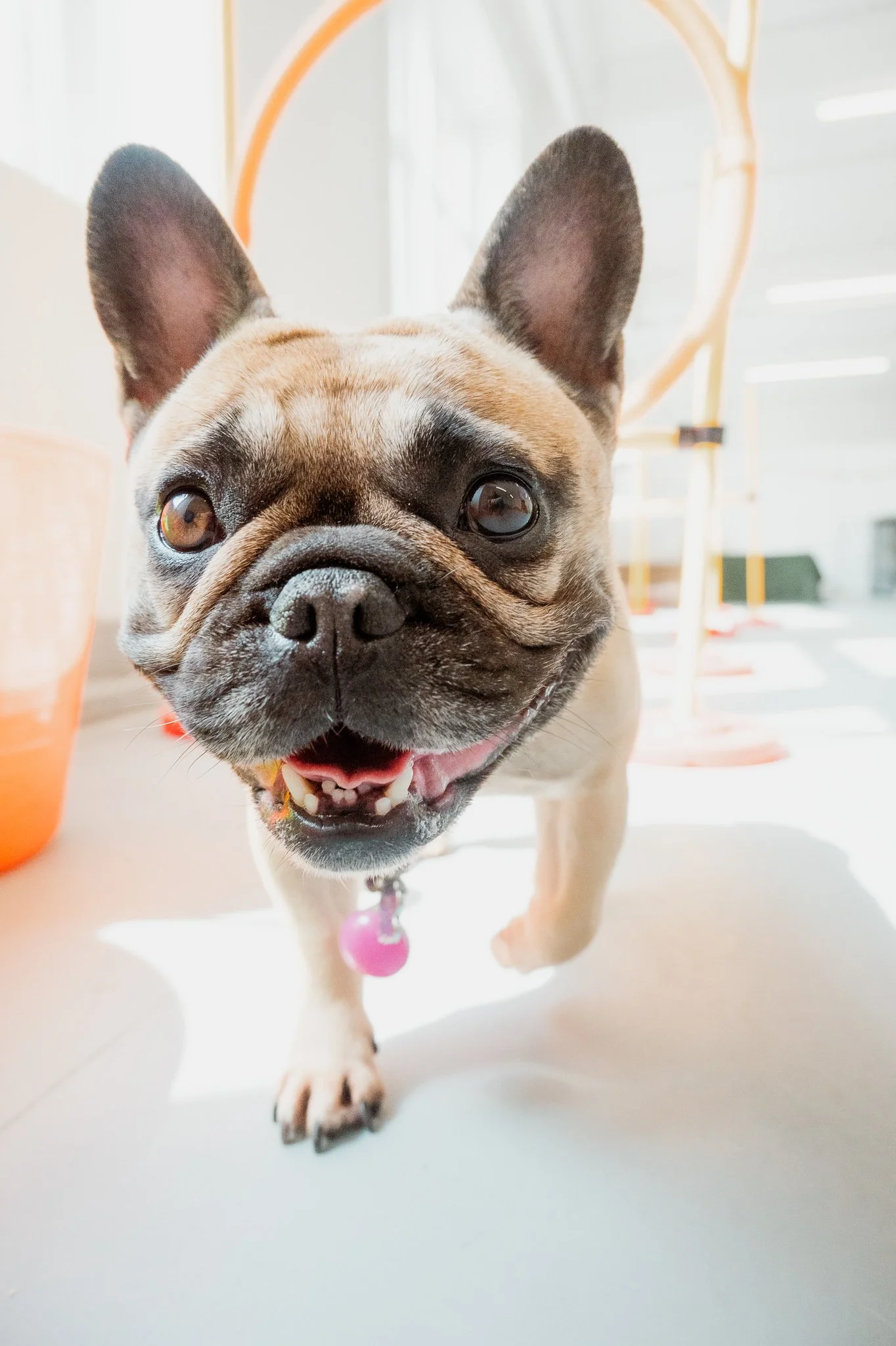pet photography pet business photography