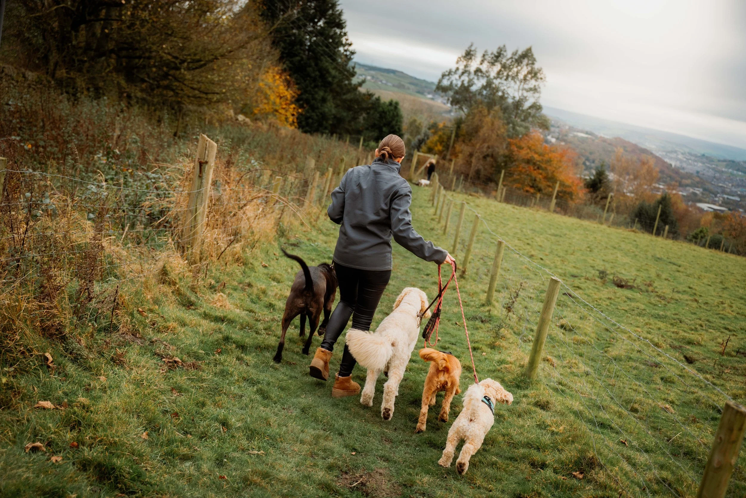 dog walkers Leeds and Bradford Bingley east Morton