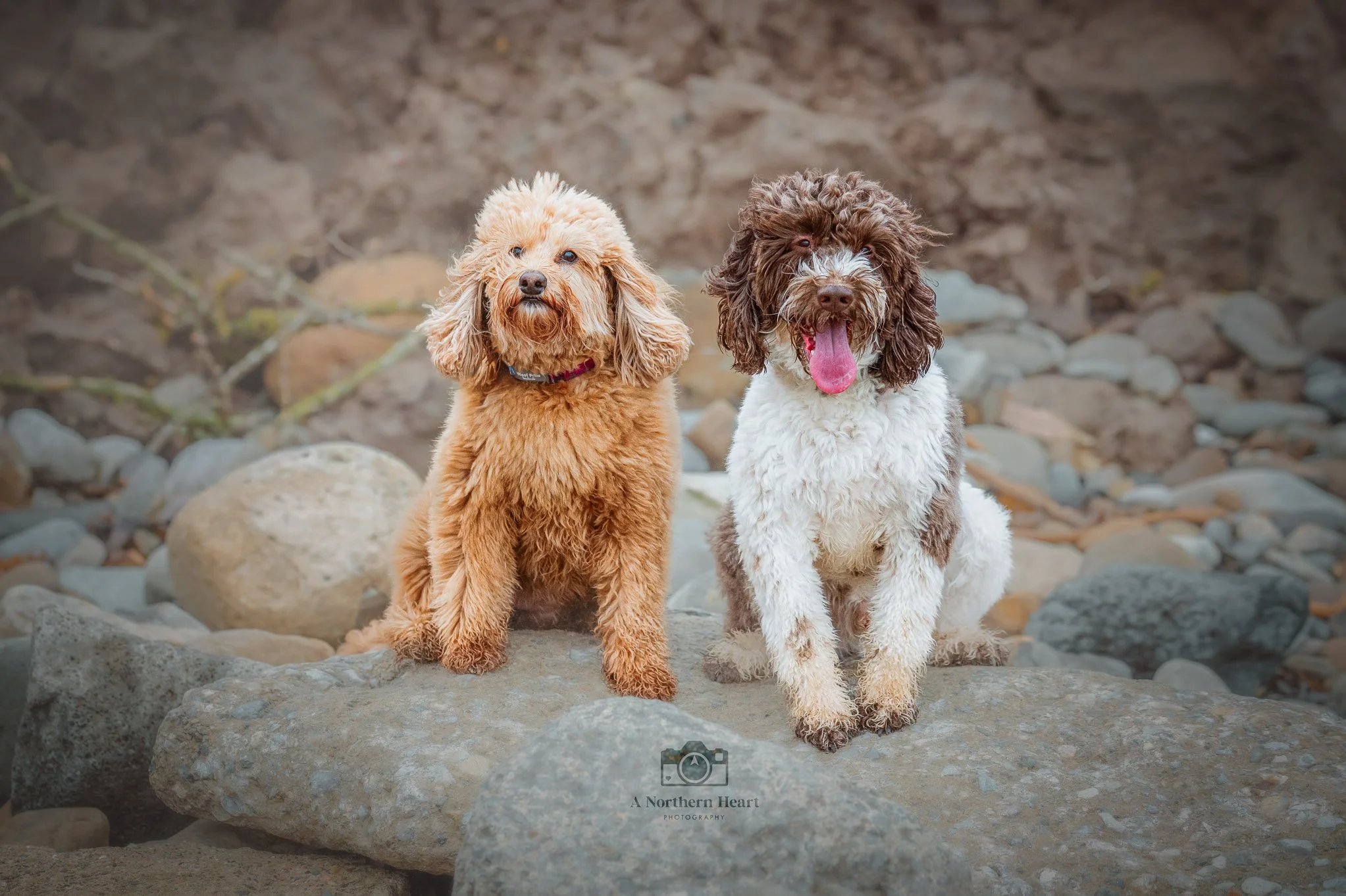 Three Tips for photographing dogs in winter light