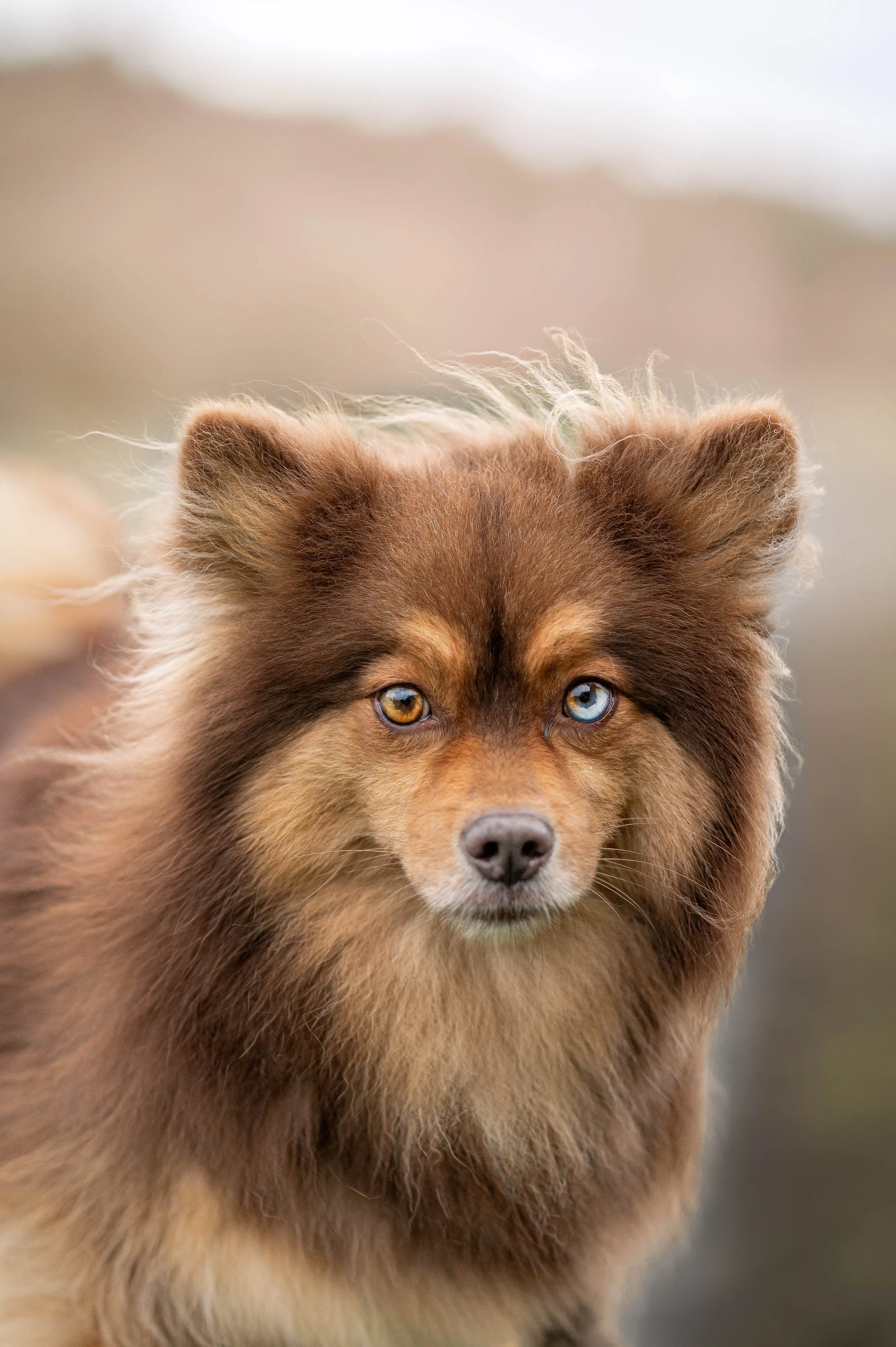 House of Pomsky_2.jpg