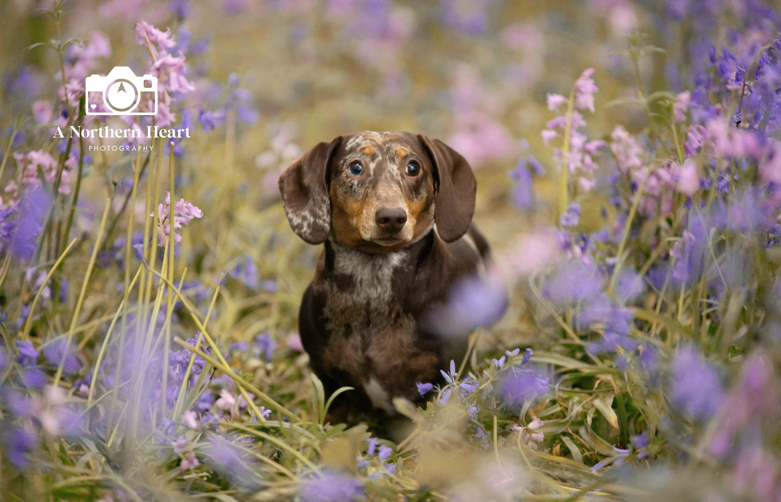 dacshund photography Leeds