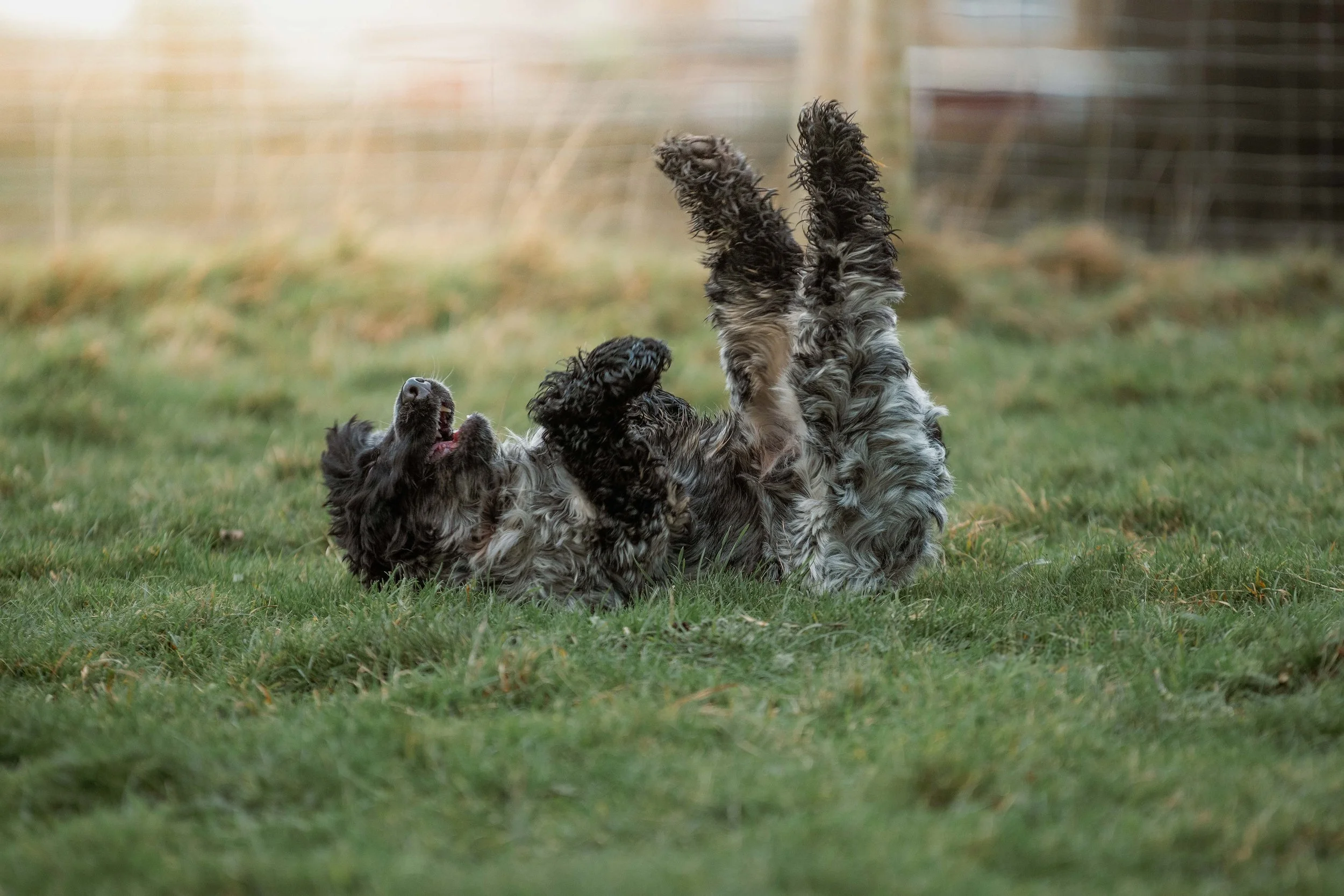 dog care Leeds Bradford Bingley