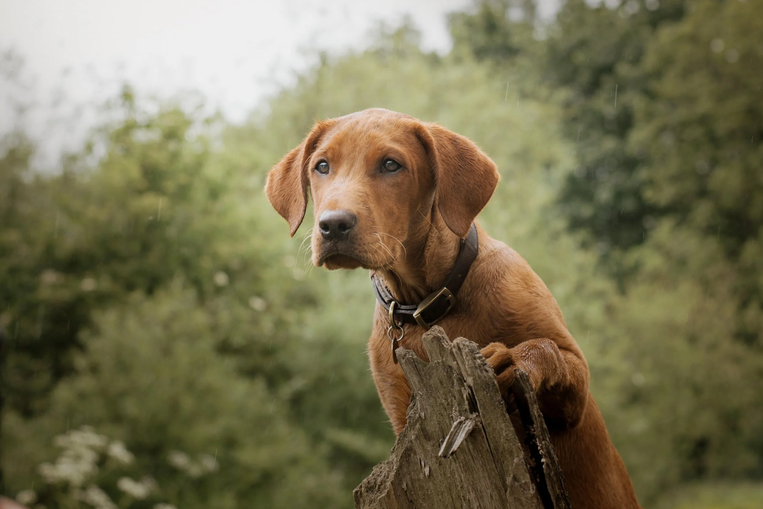 A brown dog with a black collar sitting on a piece of wood outdoors with greenery in the background, looking to the left.
