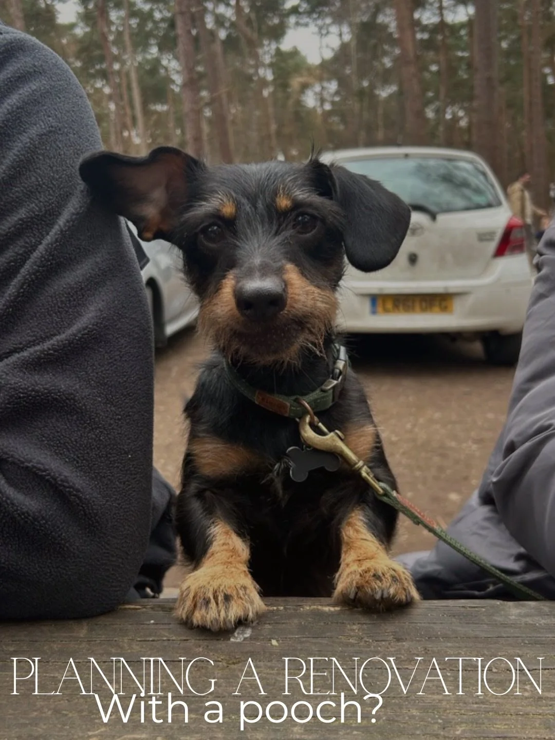 Renovating with a four-legged family member? 🐾🏡 Here are a few things to think about to keep your dog happy, safe and stress-free while your home gets its glow-up. 

Thank you @stpawstraining for thinking about all the little things that mean a lot