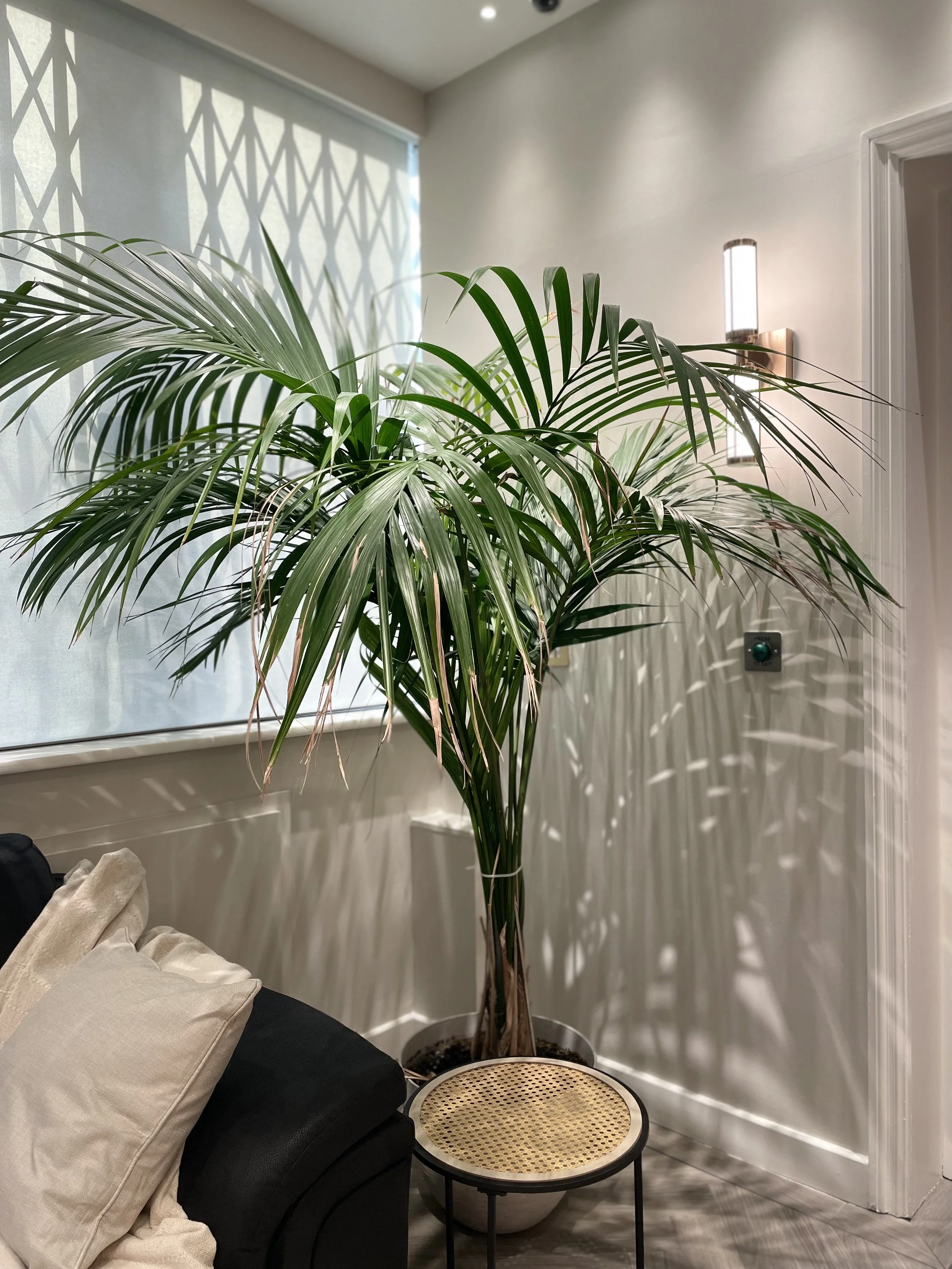 A tall green potted plant with long, arching leaves is near a sofa with beige and black cushions. A small round table with a rattan top is in front of the plant, and shadows of the leaves are cast on the wall by sunlight coming through the window.