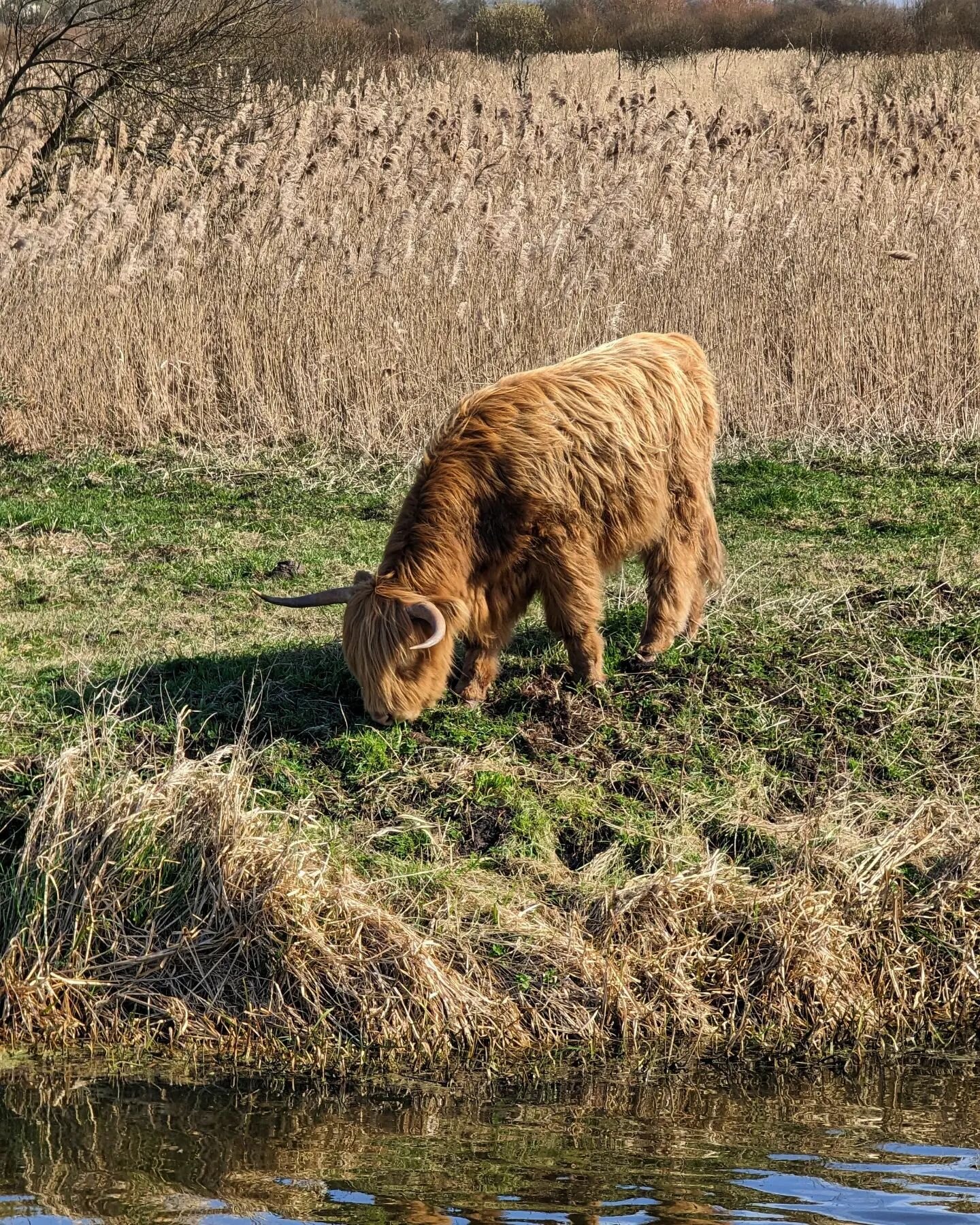 Long horned cows glastonbury - shapwick #nature #cow #farming #river