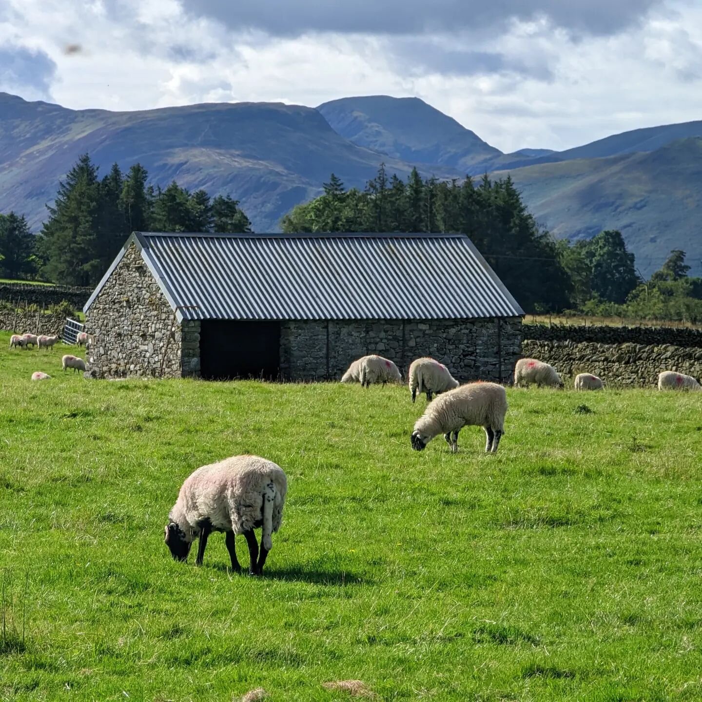 Sheeeeps
.
.
.
#photooftheday #instagood #picoftheday  #instadaily #amazing #landscapephotography #landscape
#nature #travel #photography  #naturephotography #travelphotography #beautiful #mountains #travelgram #naturelovers #sky #adventure #wanderlu