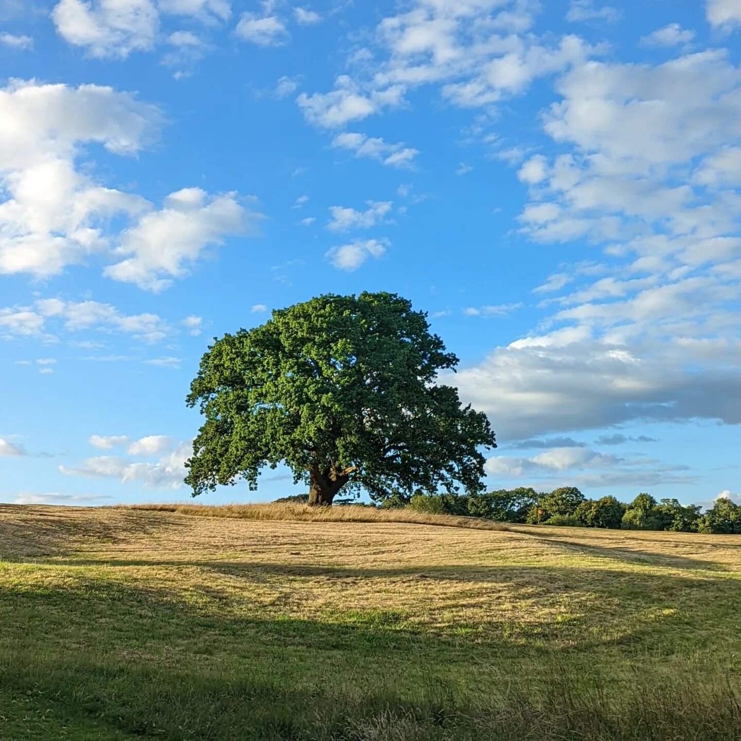 #tree #landscape #outdoors #sky