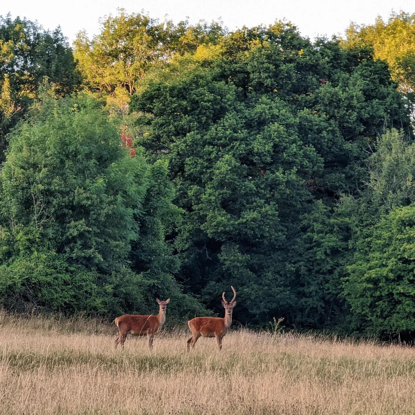 Oh Deeers!
.
.
.
.
.
#landscape #nature #trees