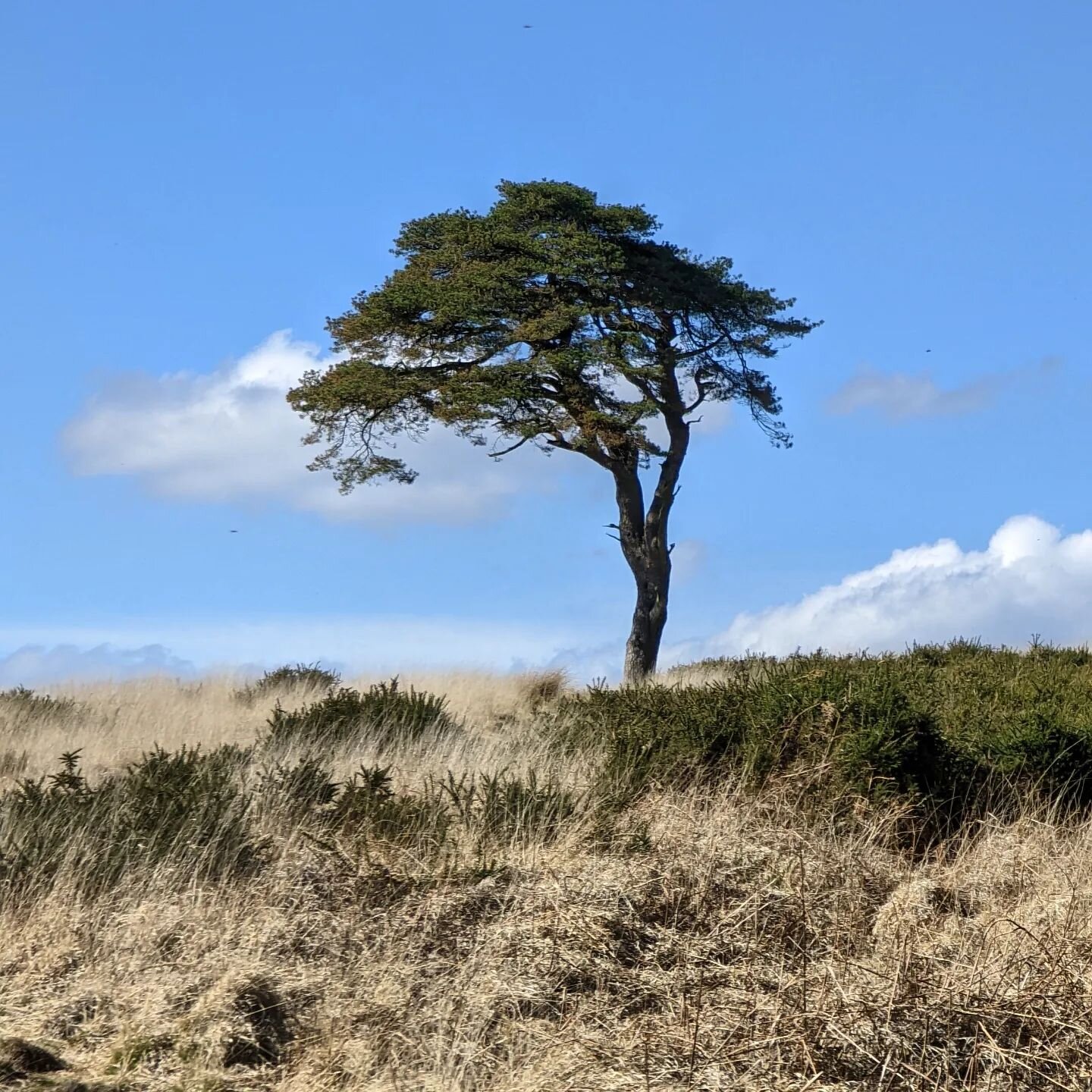 #tree #landscape