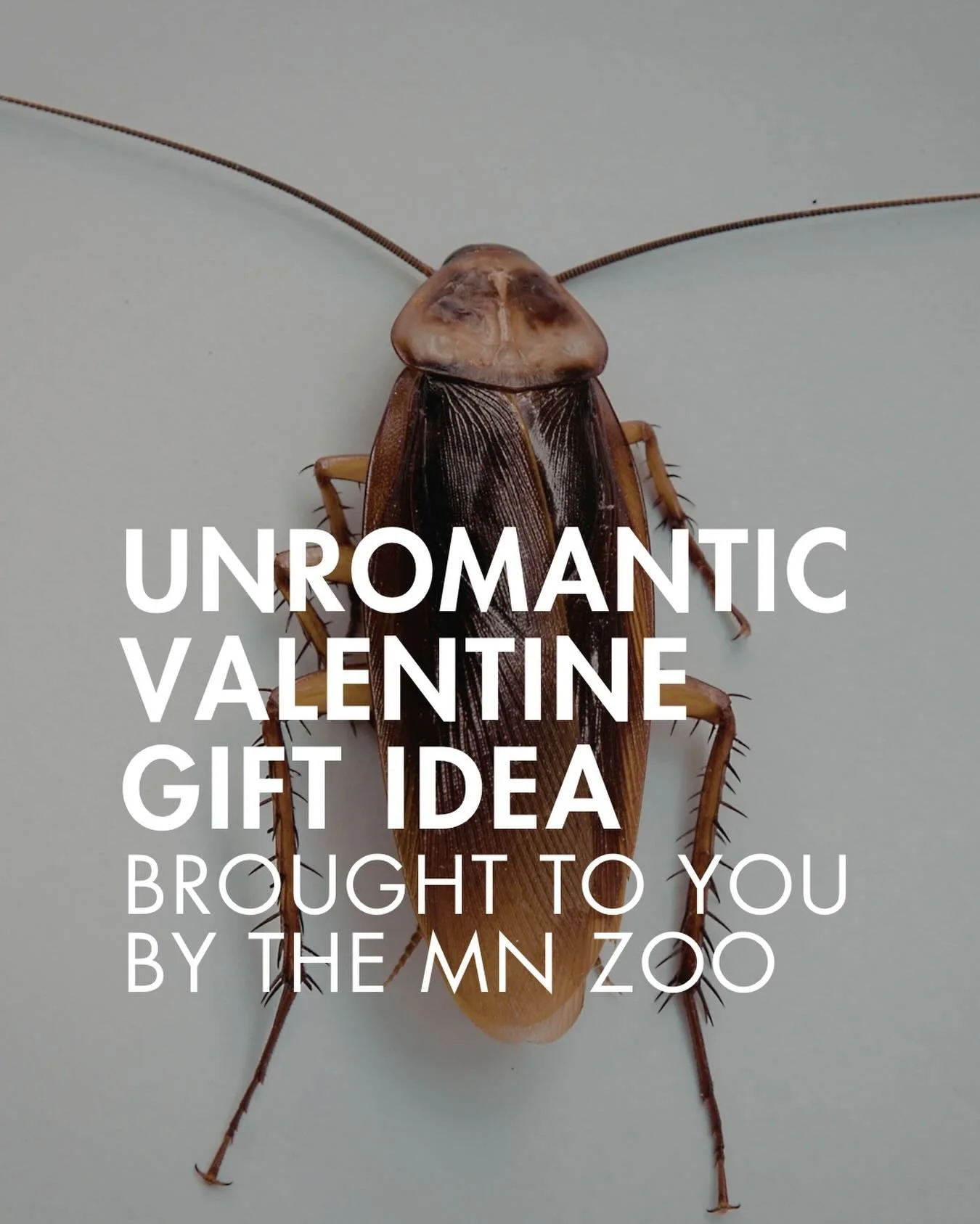 The perfect gift for the one you love&hellip;or hate. 

Unromantic, quirky, silly idea for the upcoming holiday in Minneapolis&hellip;

Donate $15 to the MN Zoo from now until Valentine&rsquo;s Day, and they&rsquo;ll&hellip;

&hellip;name an insect a