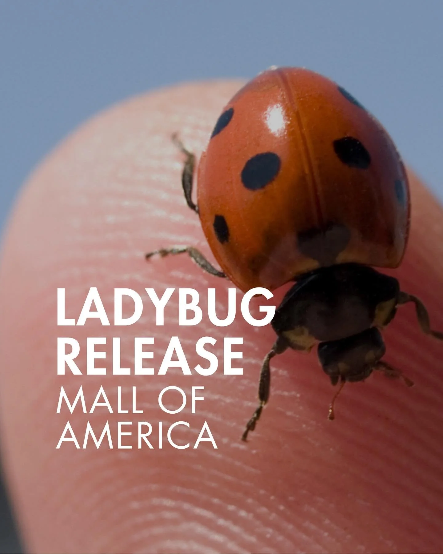 🐞 Did you know the MOA uses ladybugs instead of pesticides to keep its 30,000 plants healthy?

What if you could be a part of the annual release of new ladybugs right in the middle of Camp Snoopy (or Nickelodeon Universe, whatever&hellip;)?

Here&rs
