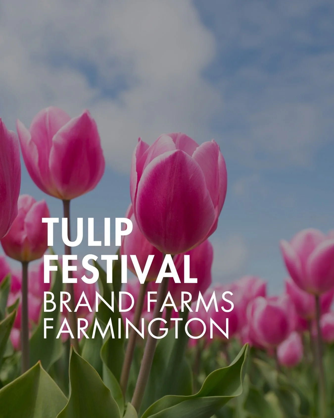 🌷 160,000 tulips?! 

Move over Minneapolis Tulip House&hellip;

A Twin Cities farm is hosting the first ever Tulip Festival with three acres of 36 varieties!

Plus hayrides, a corn pit, and all the other activities you&rsquo;d expect at a fall fun f