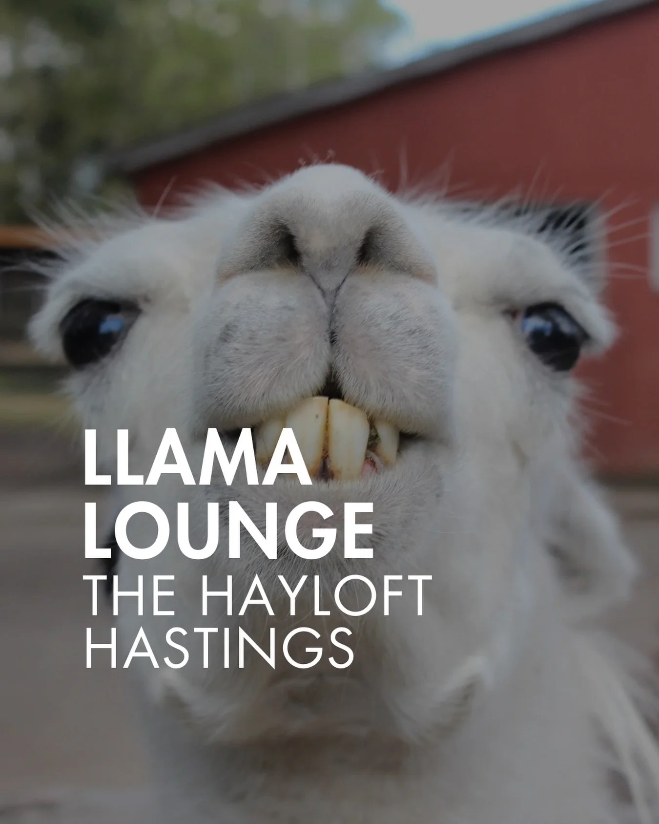 🦙A petting zoo for adults in the Twin Cities?!

Plus a craft latte, a sweet treat for you, and treats to bribe the animals to love you. 

Hang with llamas, goats, mini donkeys, and ponies&hellip;you can even take a llama on a walk. 

27 bucks each. 