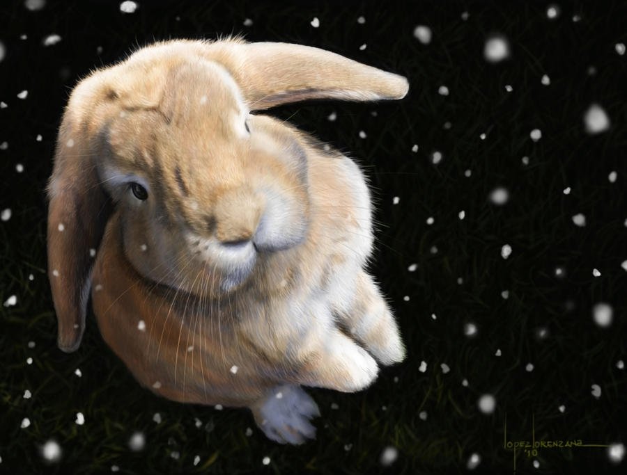 (Tap the image to see the speed painting) Bunny - Digital Hyperrealism - free software GIMP / 2010