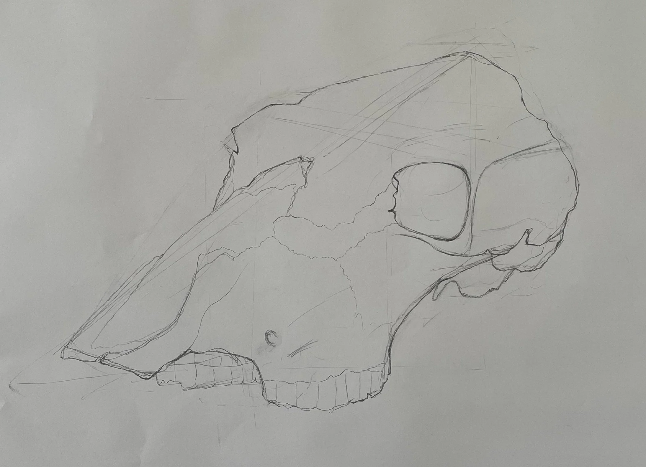 Cow Skull, 12x18 in, graphite pencil