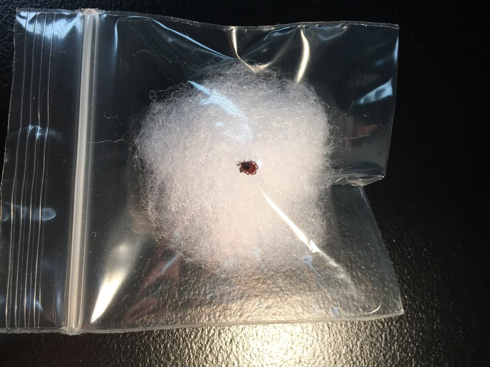 Ticks in PA | Protect Yourself – Learn More Today — PA Lyme Resource ...