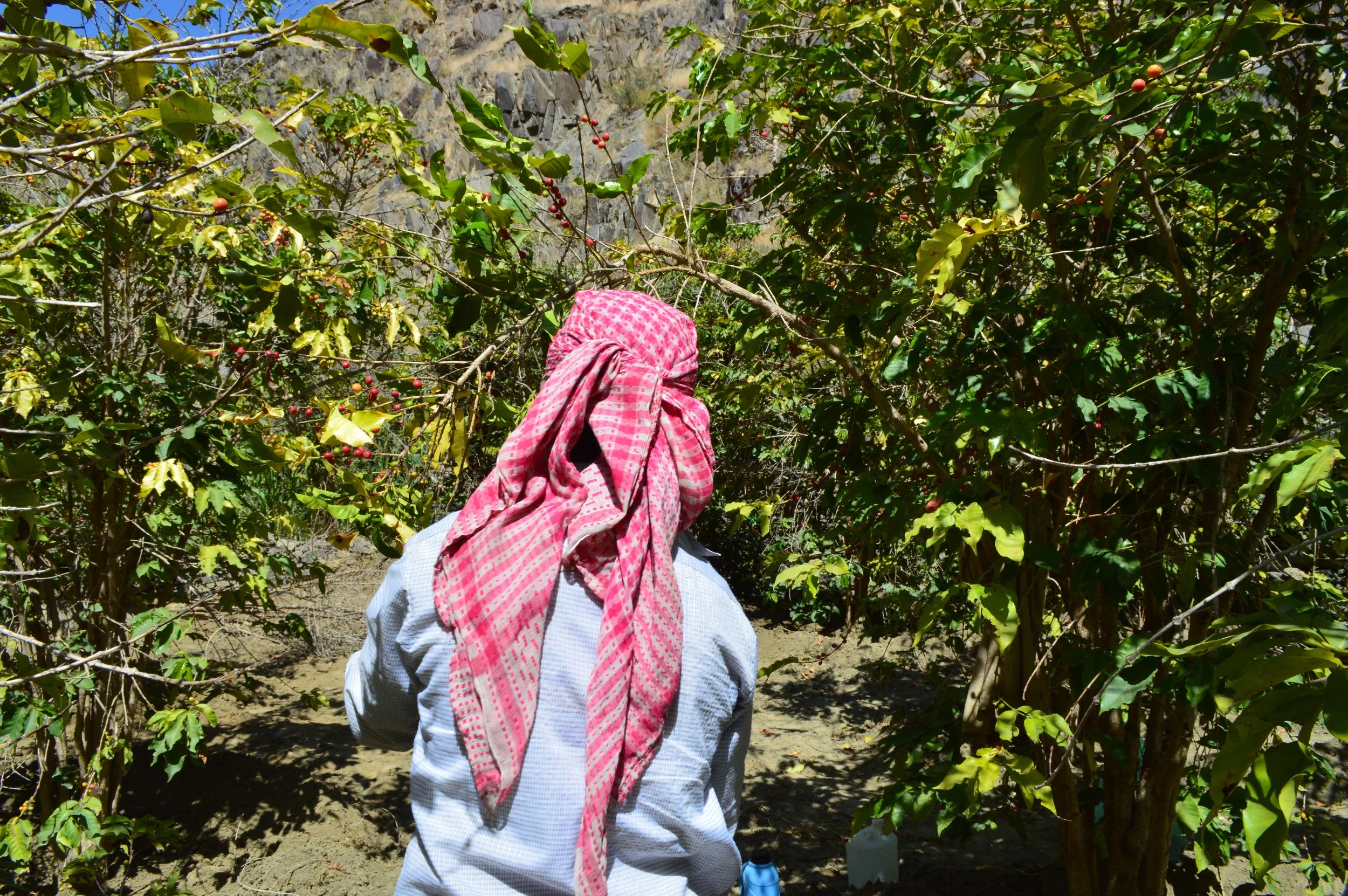 Person with head covered by a pink cloth picking coffee cherries from coffee plants in a sunny outdoor setting.