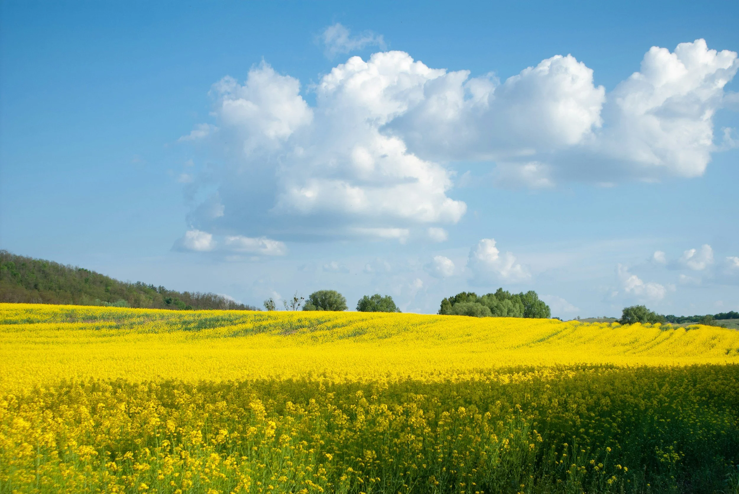Summer field