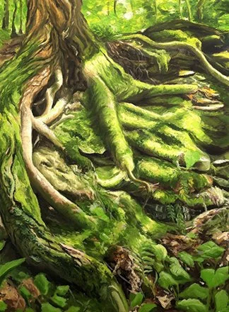 Mossy tree roots
