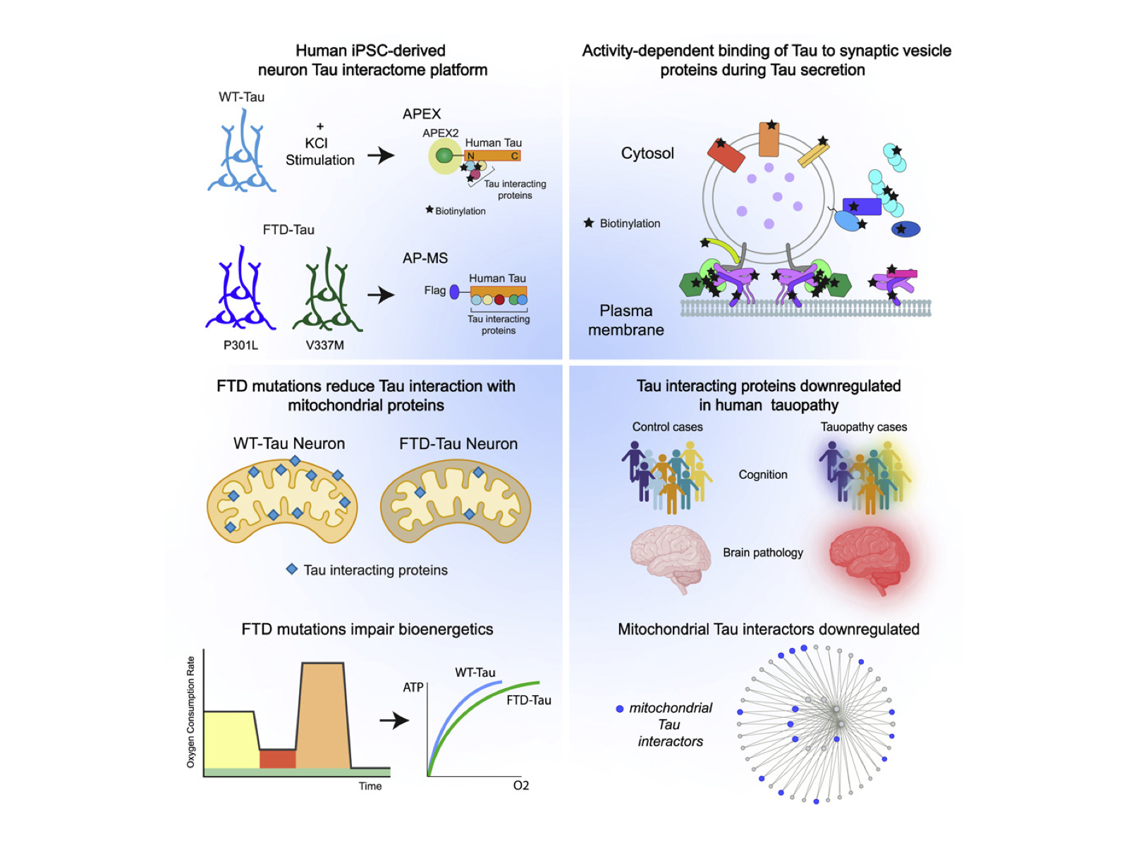 Tau interactome maps synaptic and mitochondrial processes associated with neurodegeneration