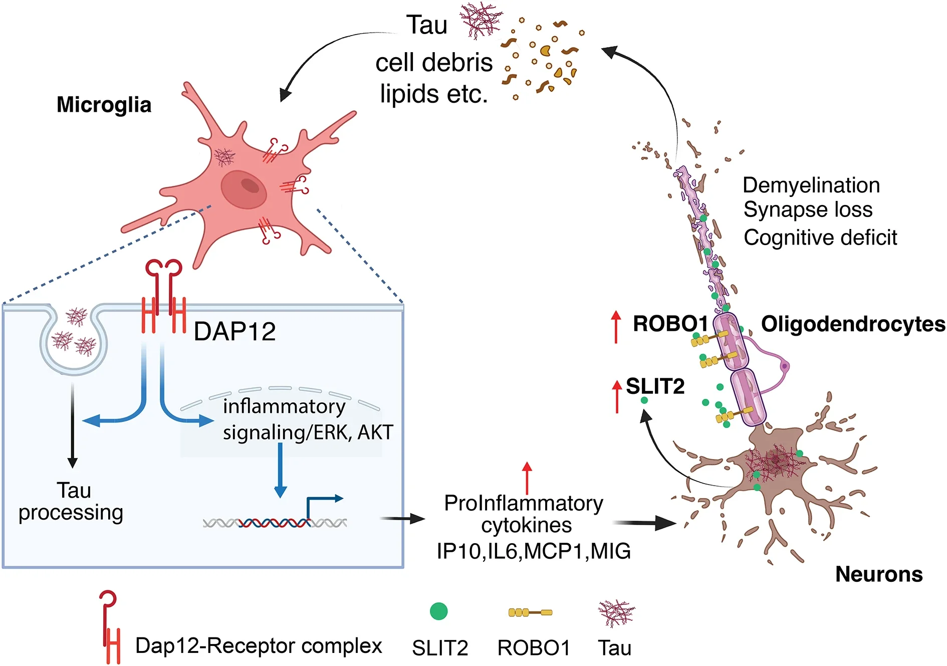 DAP12 deletion reduces neuronal SLIT2 and demyelination and enhances brain resilience in female tauopathy mice