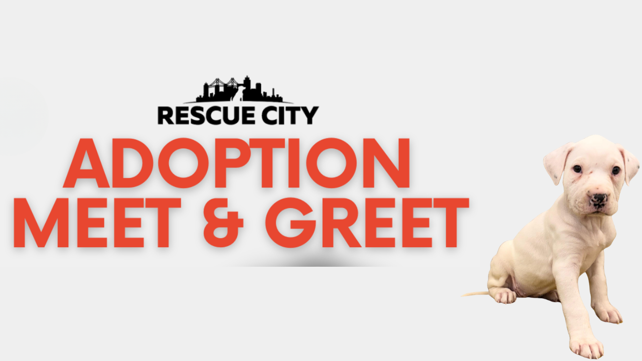 Dog Adoption Meet &amp; Greet With Rescue City