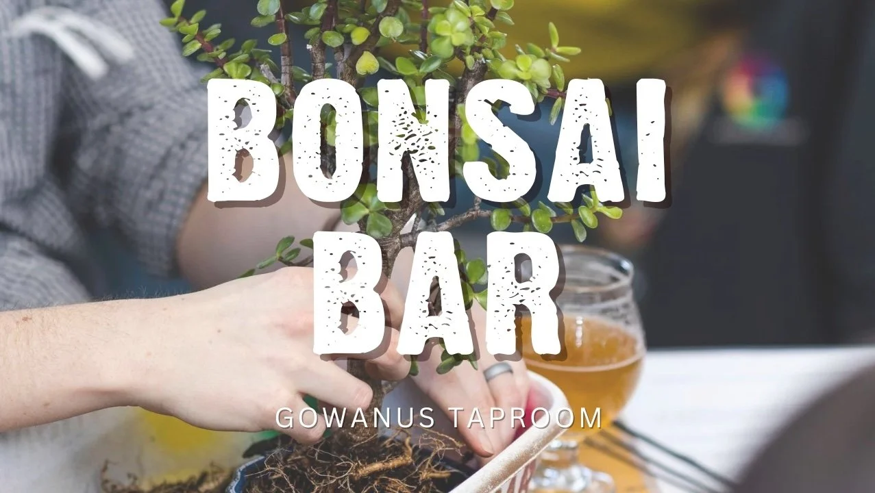 Bonsai Bar Gowanus Taproom, Hands plant a bonsai tree with a beer in the background