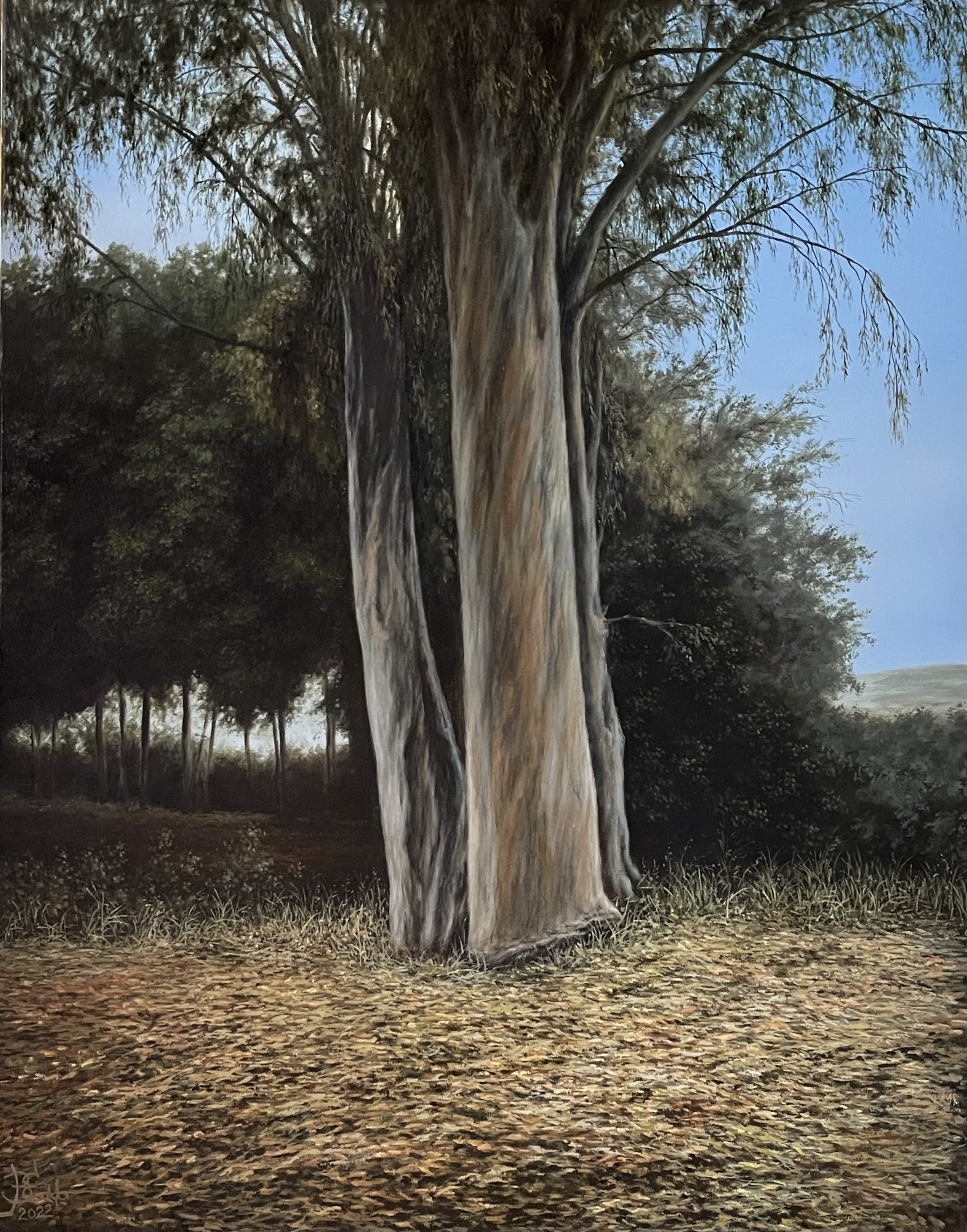 Eucalyptus 55x70cm