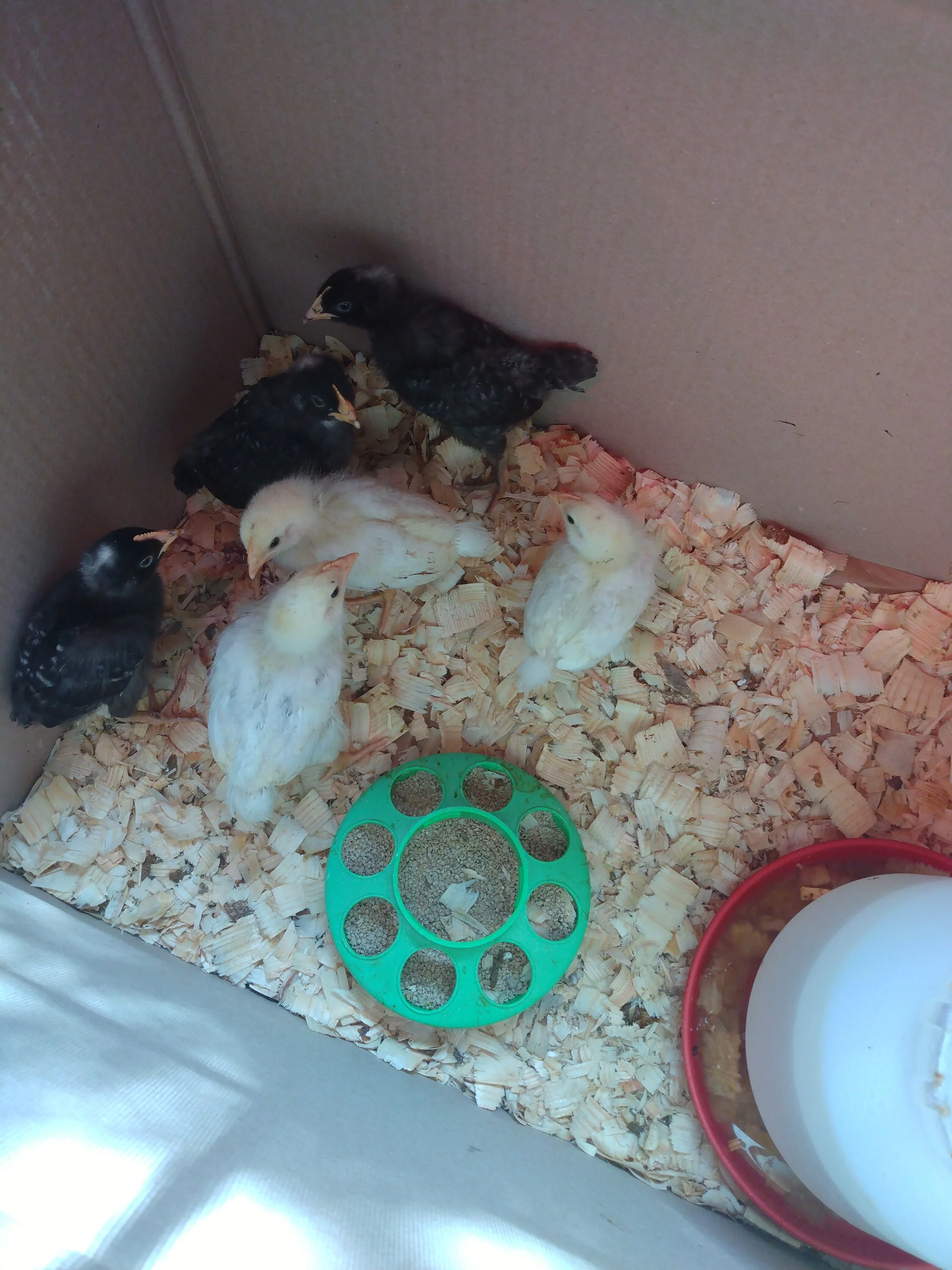 chicks