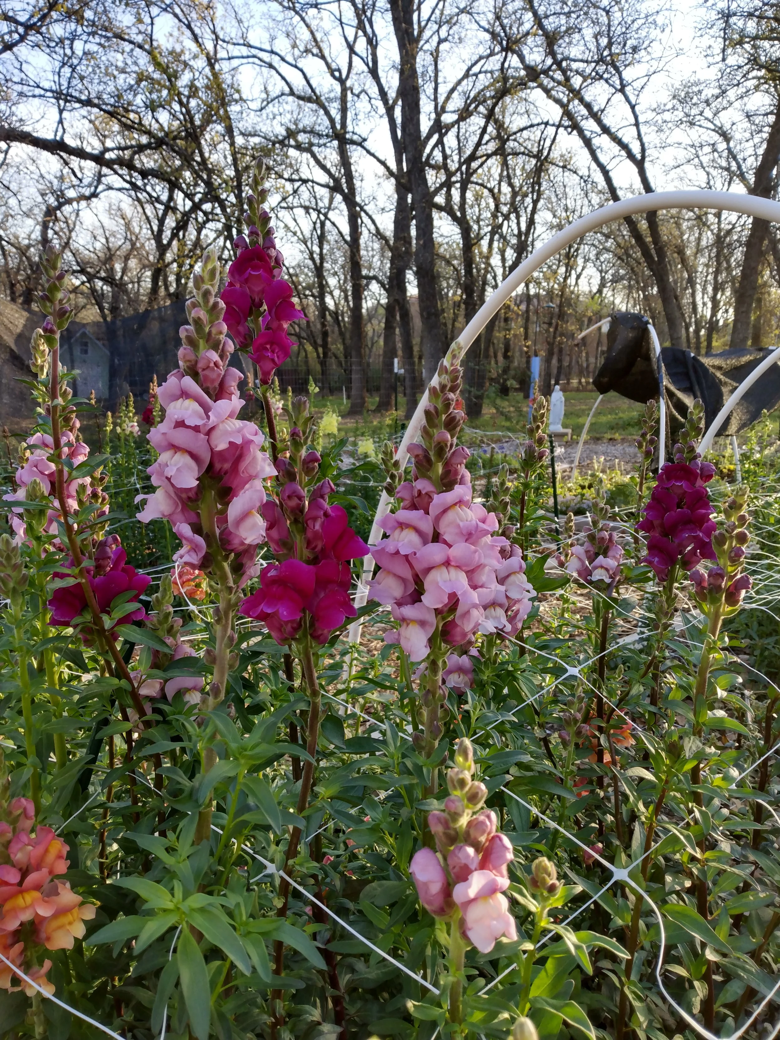 Field of varied pink snapdragons