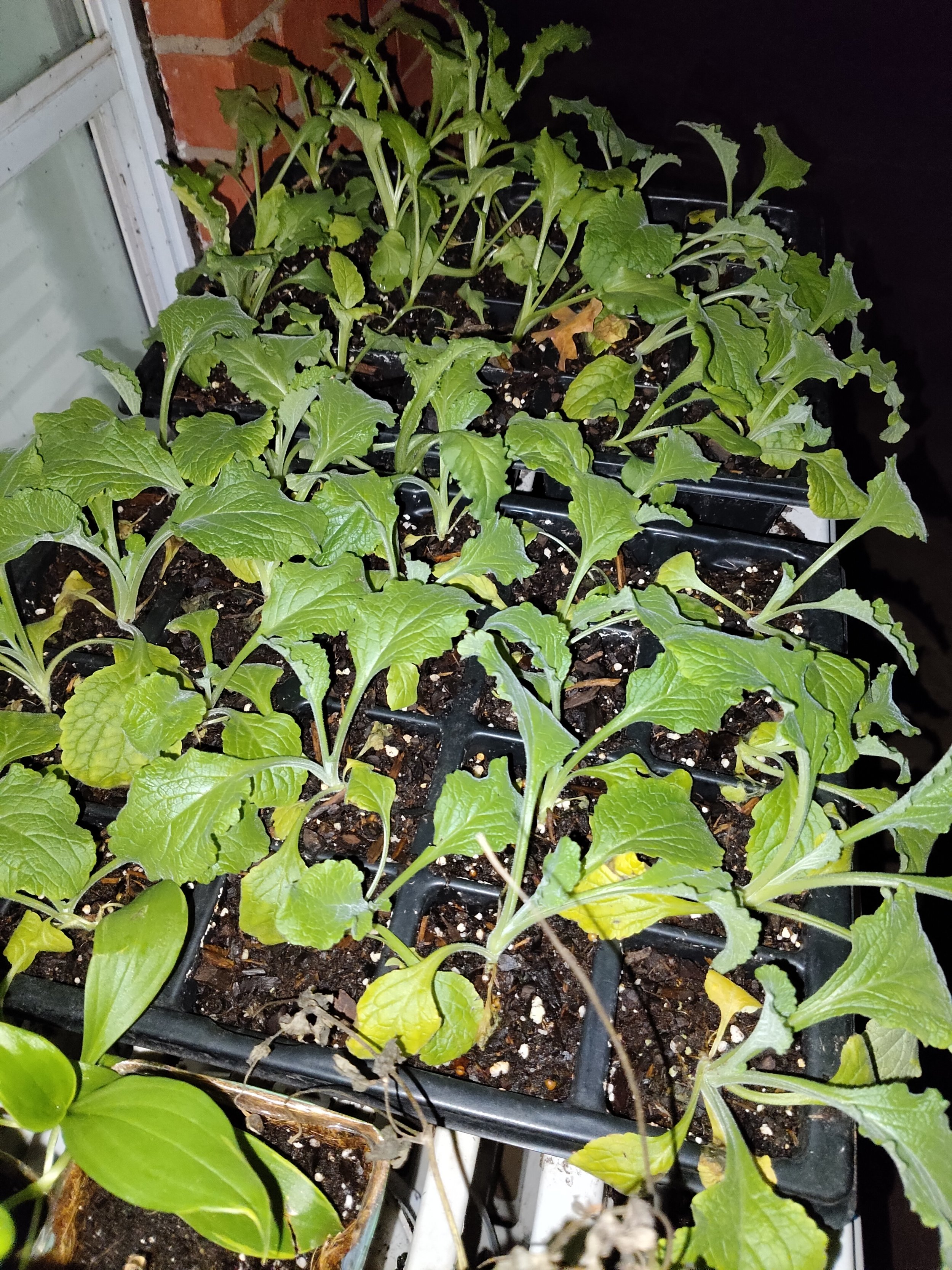Foxglove ready for Transplant