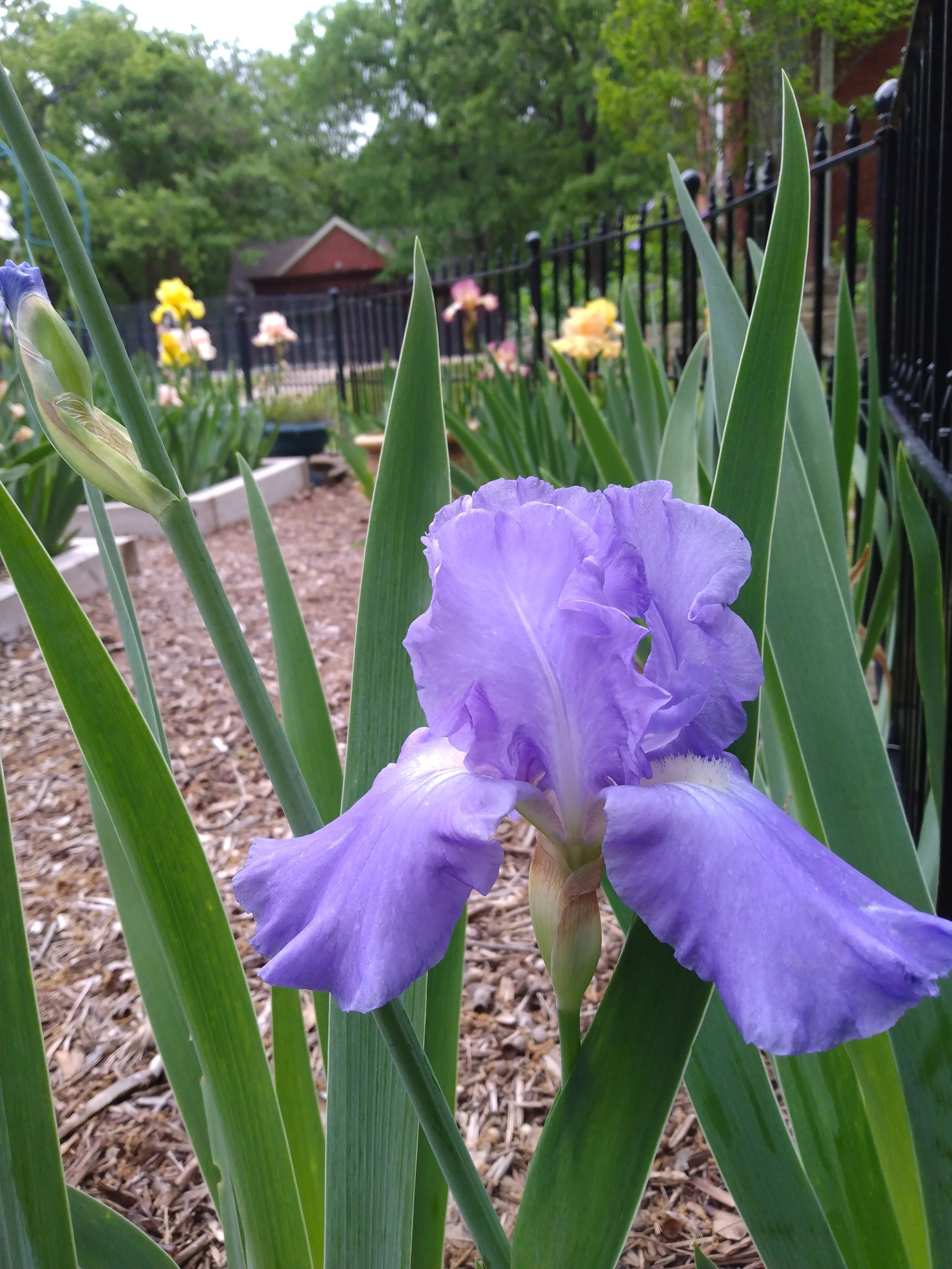 Bearded Iris in Bloom