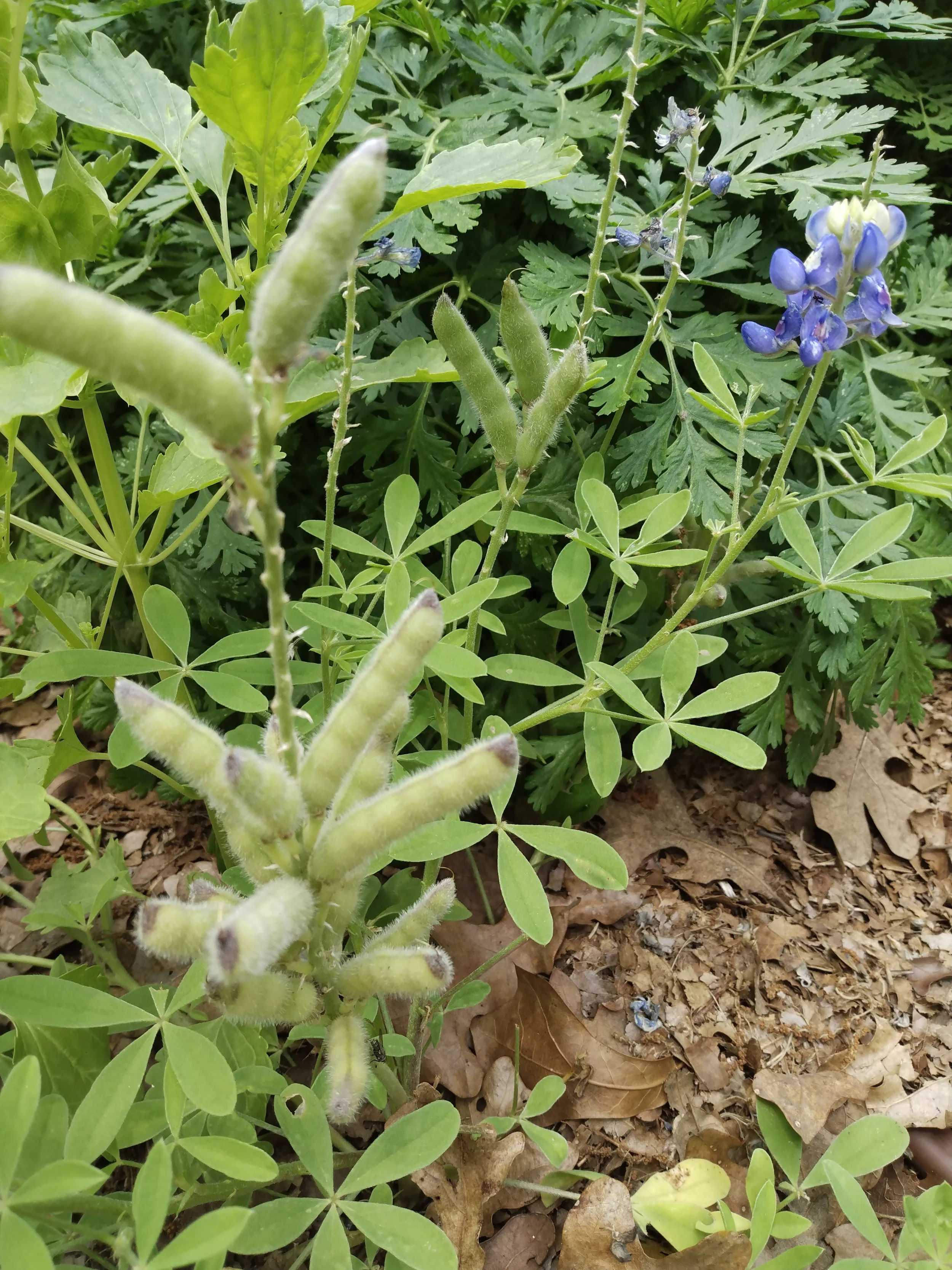 Bluebonnet and seeds