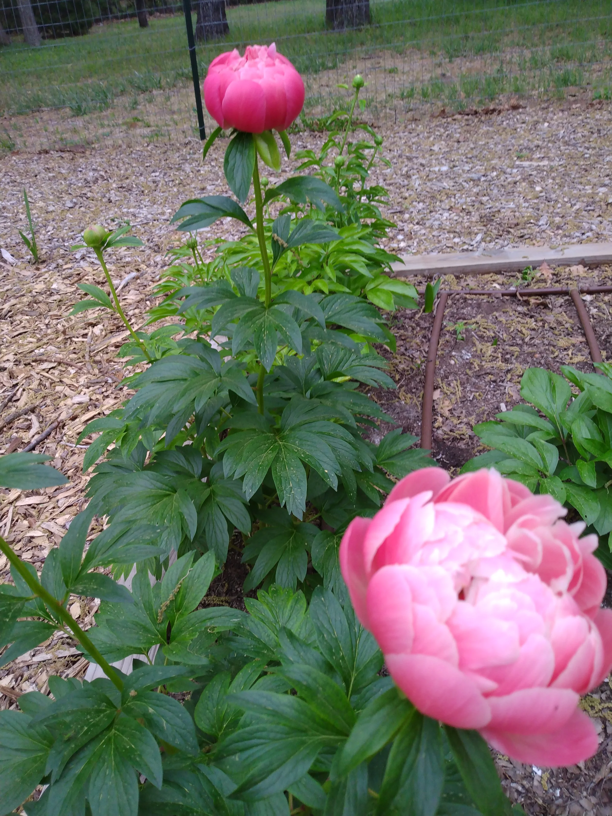 Coral peonies