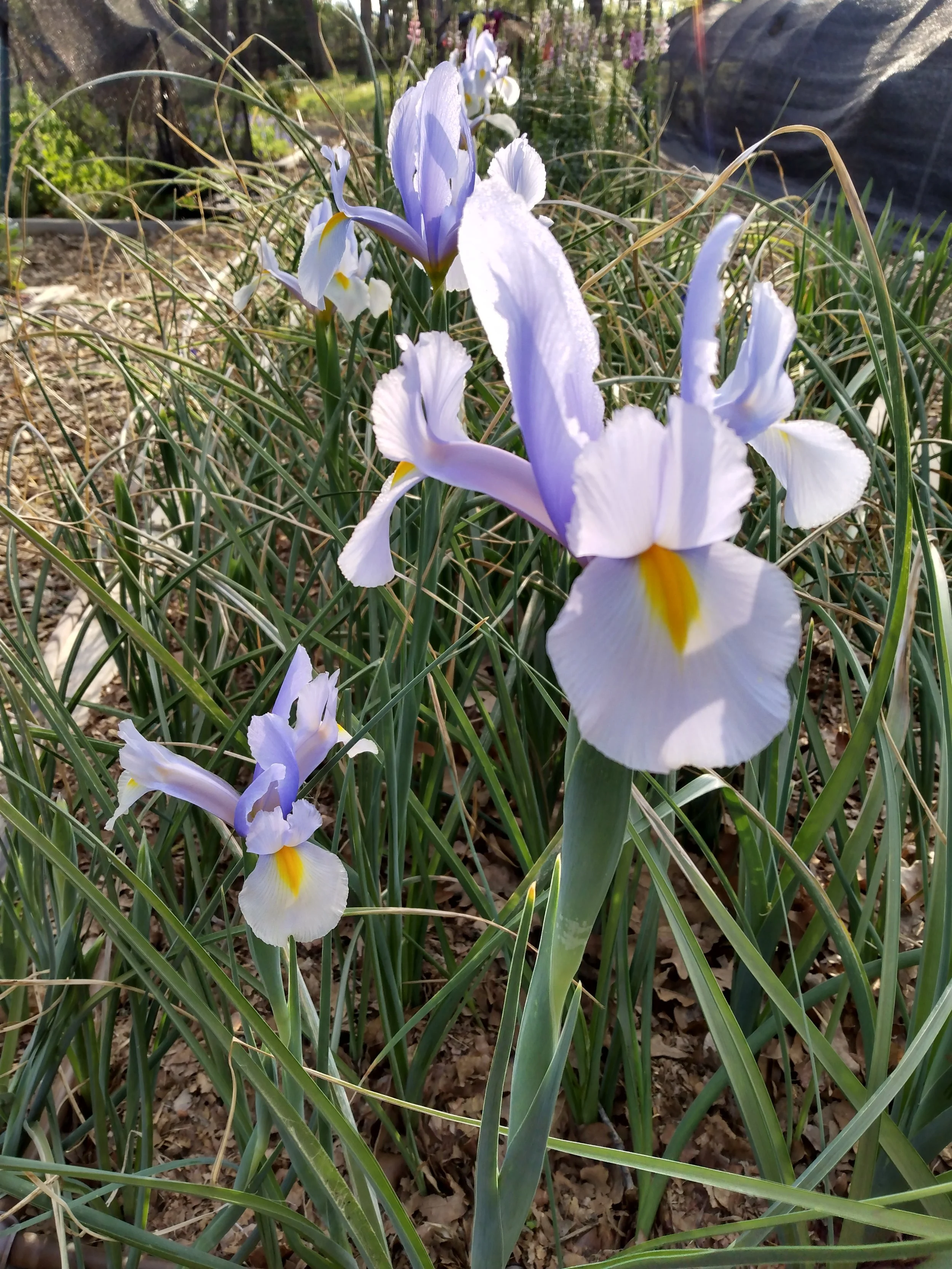 Light Blue Dutch Iris