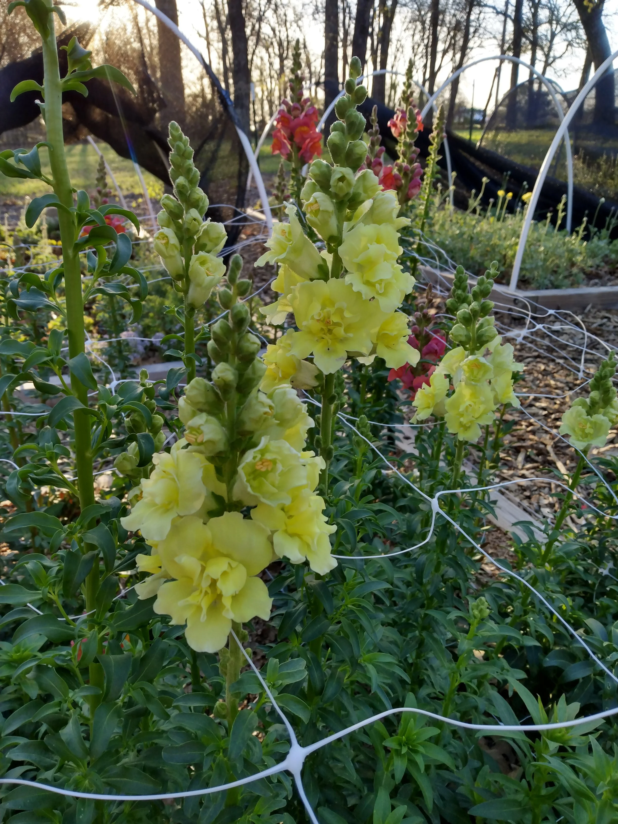 Field of yellow madame butterfly snapdragons