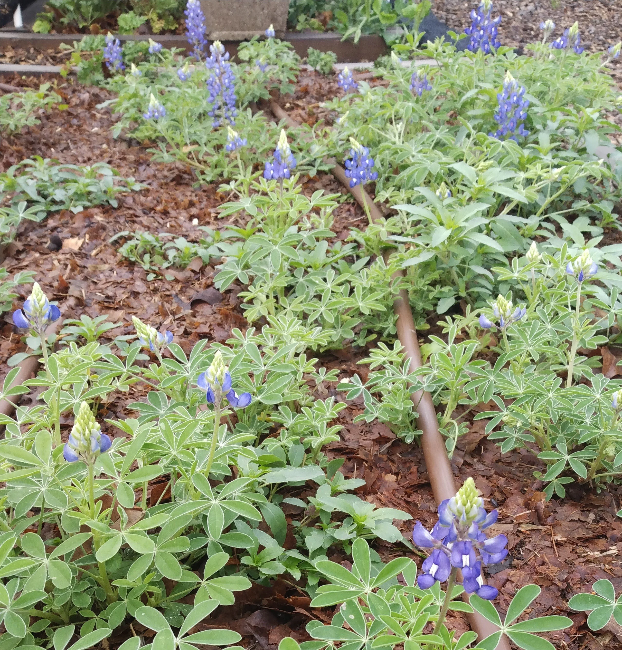 Bluebonnets in Bloom