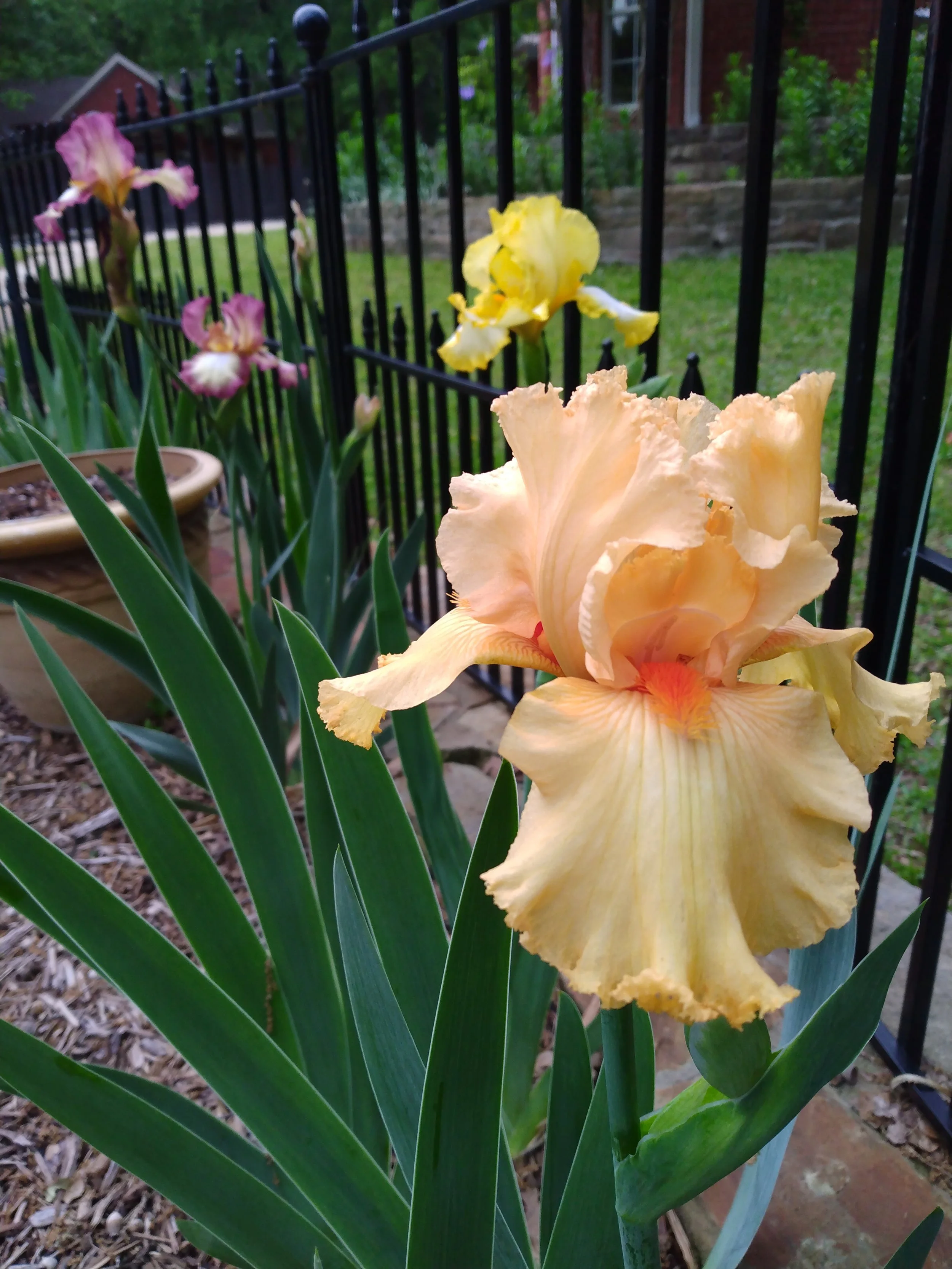 Bearded Iris in Bloom