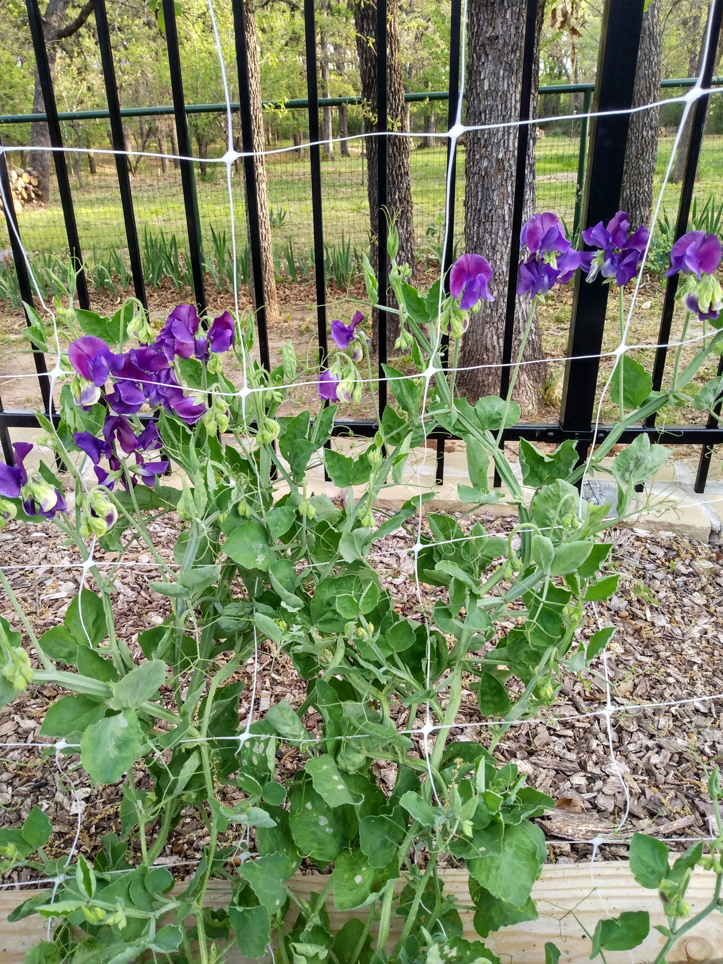 Purple Sweet Peas on Vine