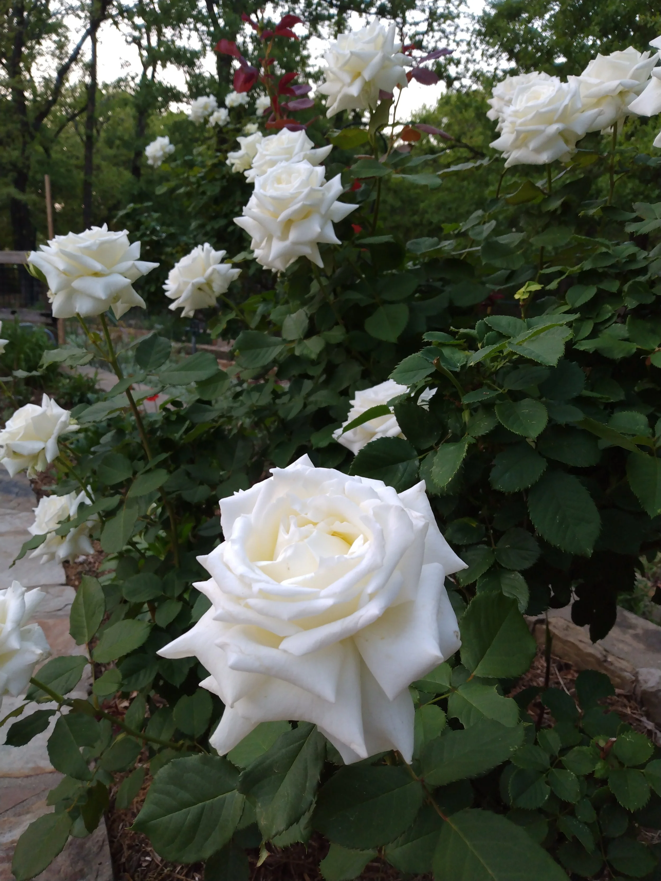 White rose bush