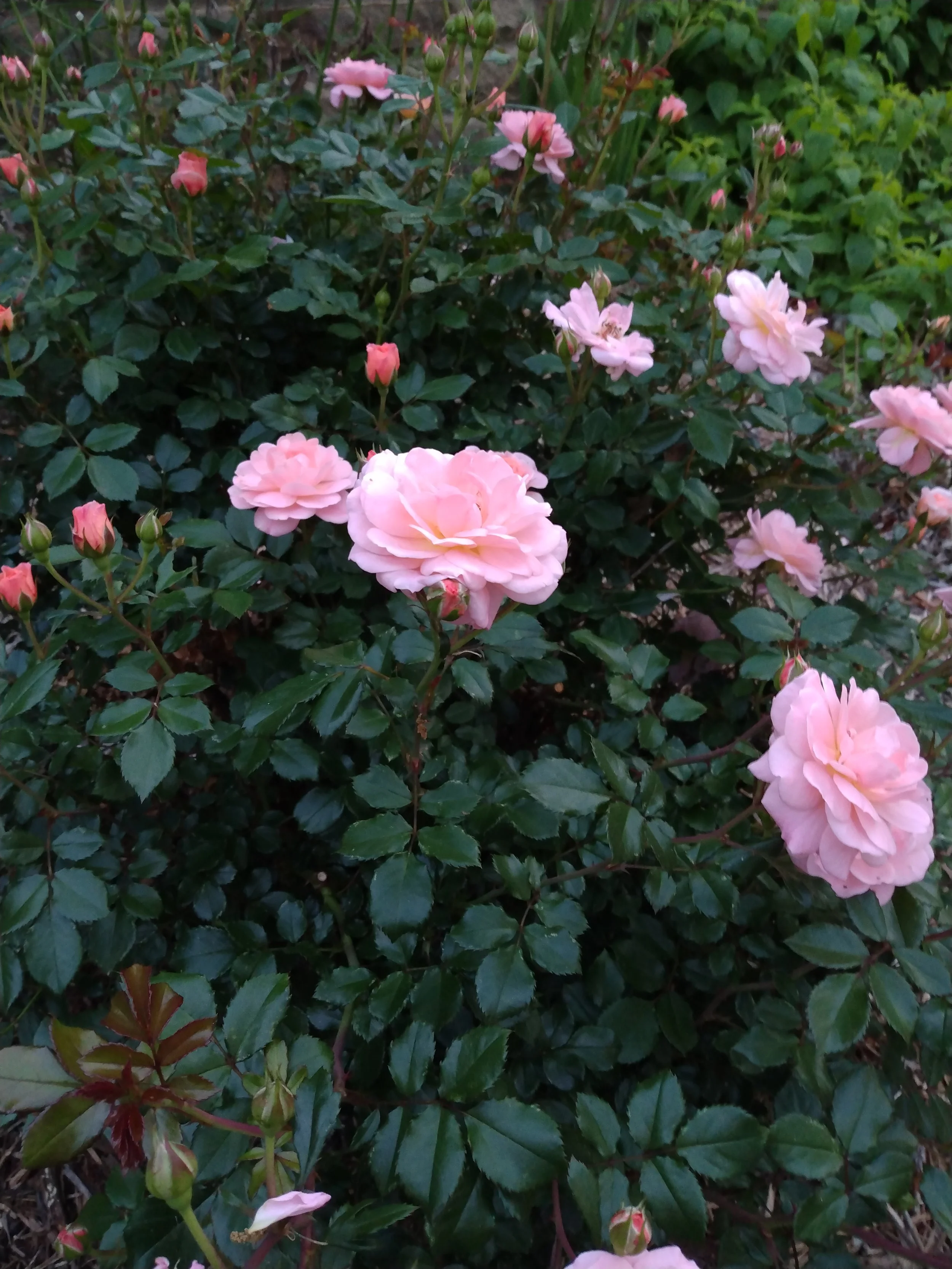 pink miniature rose bush