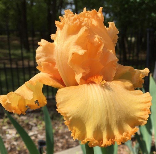 Orange Pop Bearded Iris