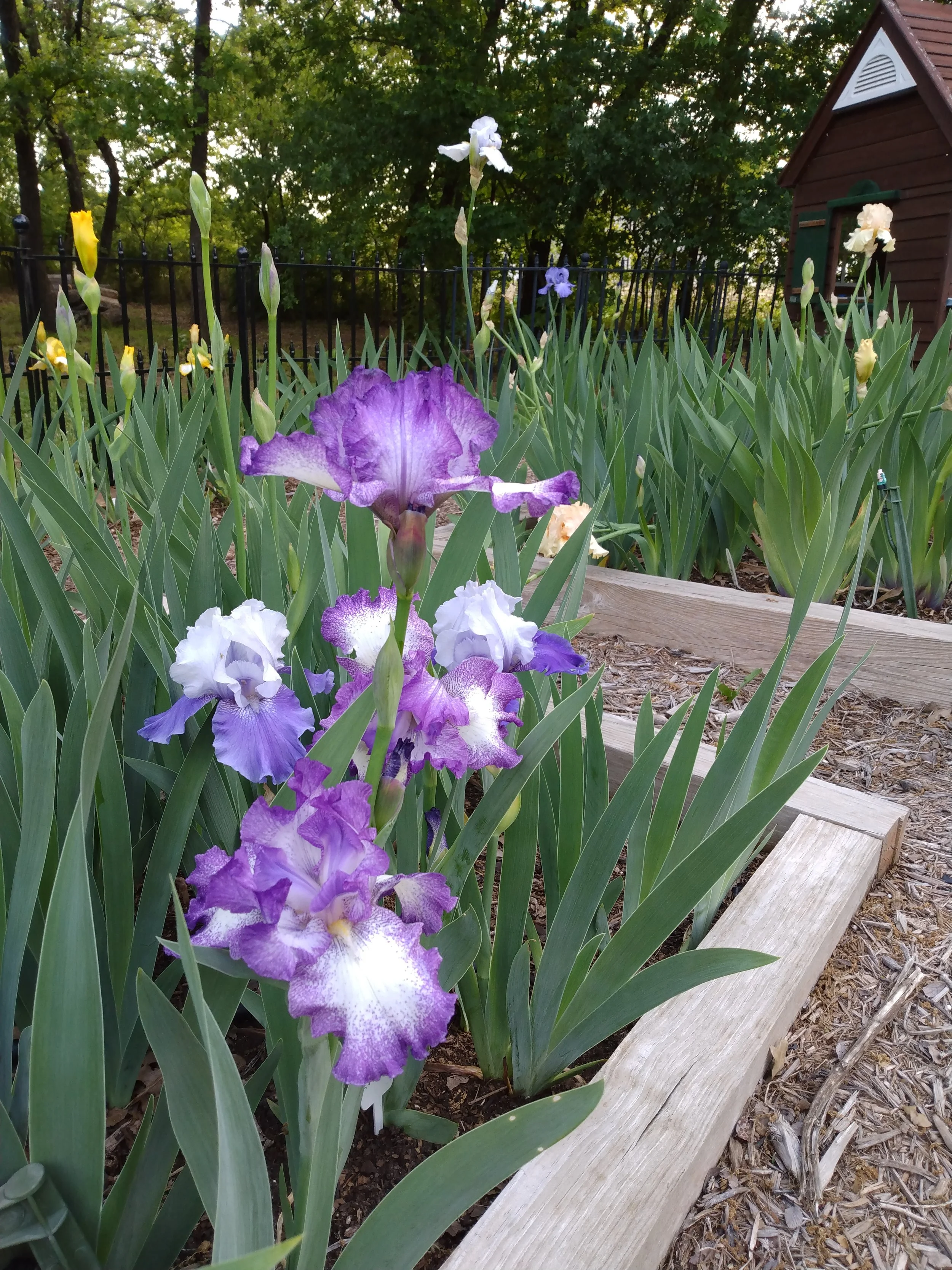 Mixed Bearded Iris Bed