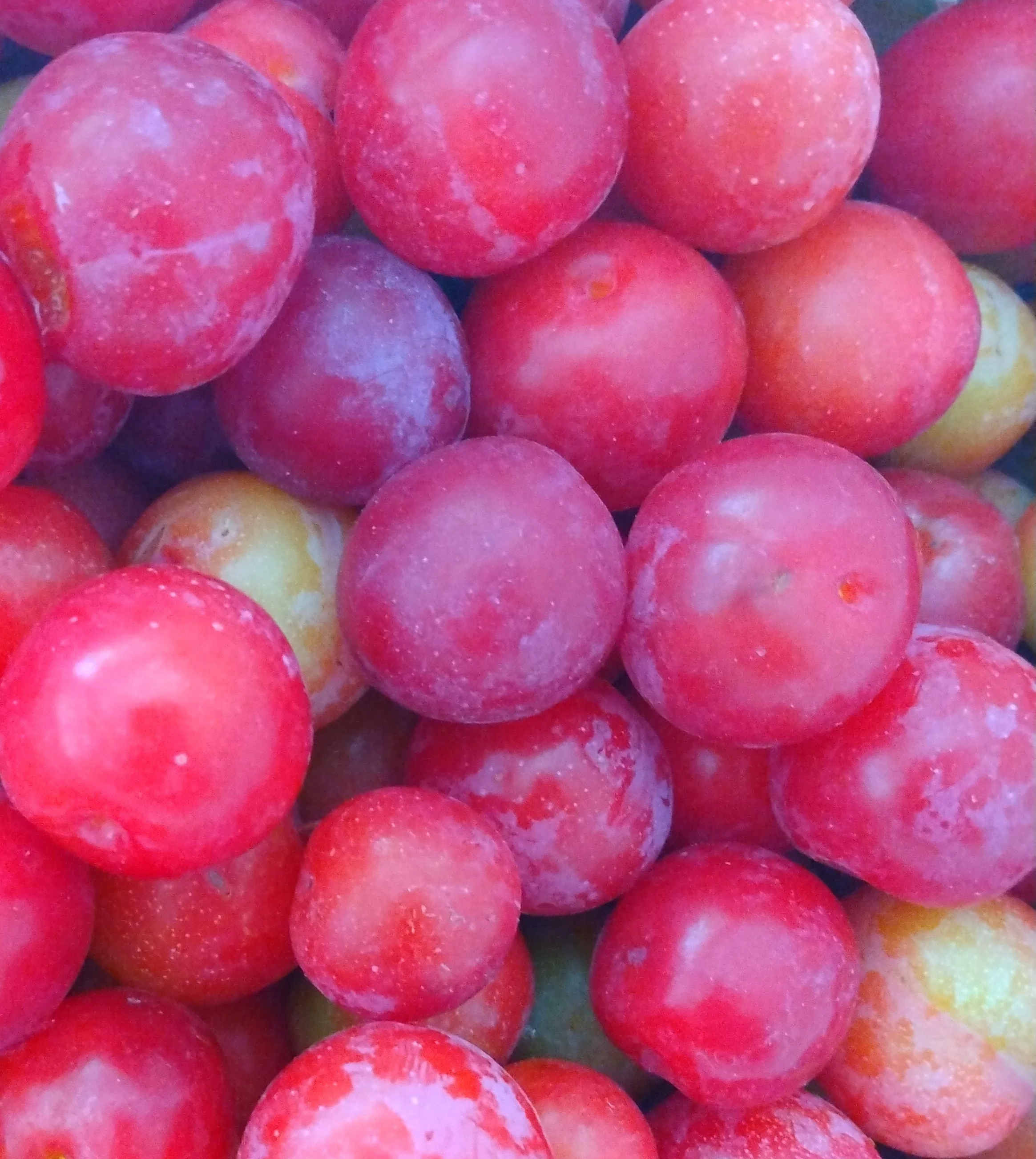 Chickasaw Plums