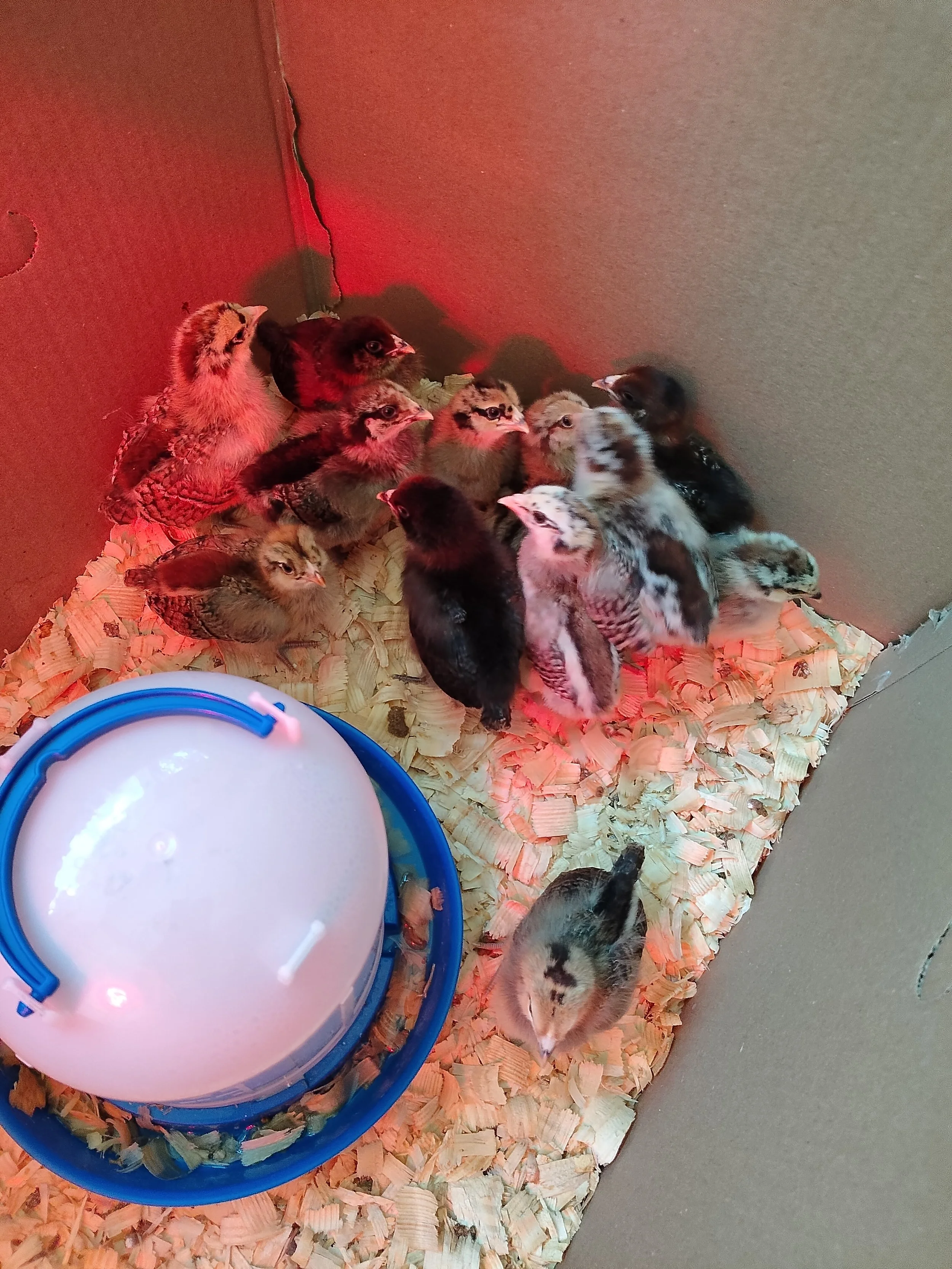Pullets