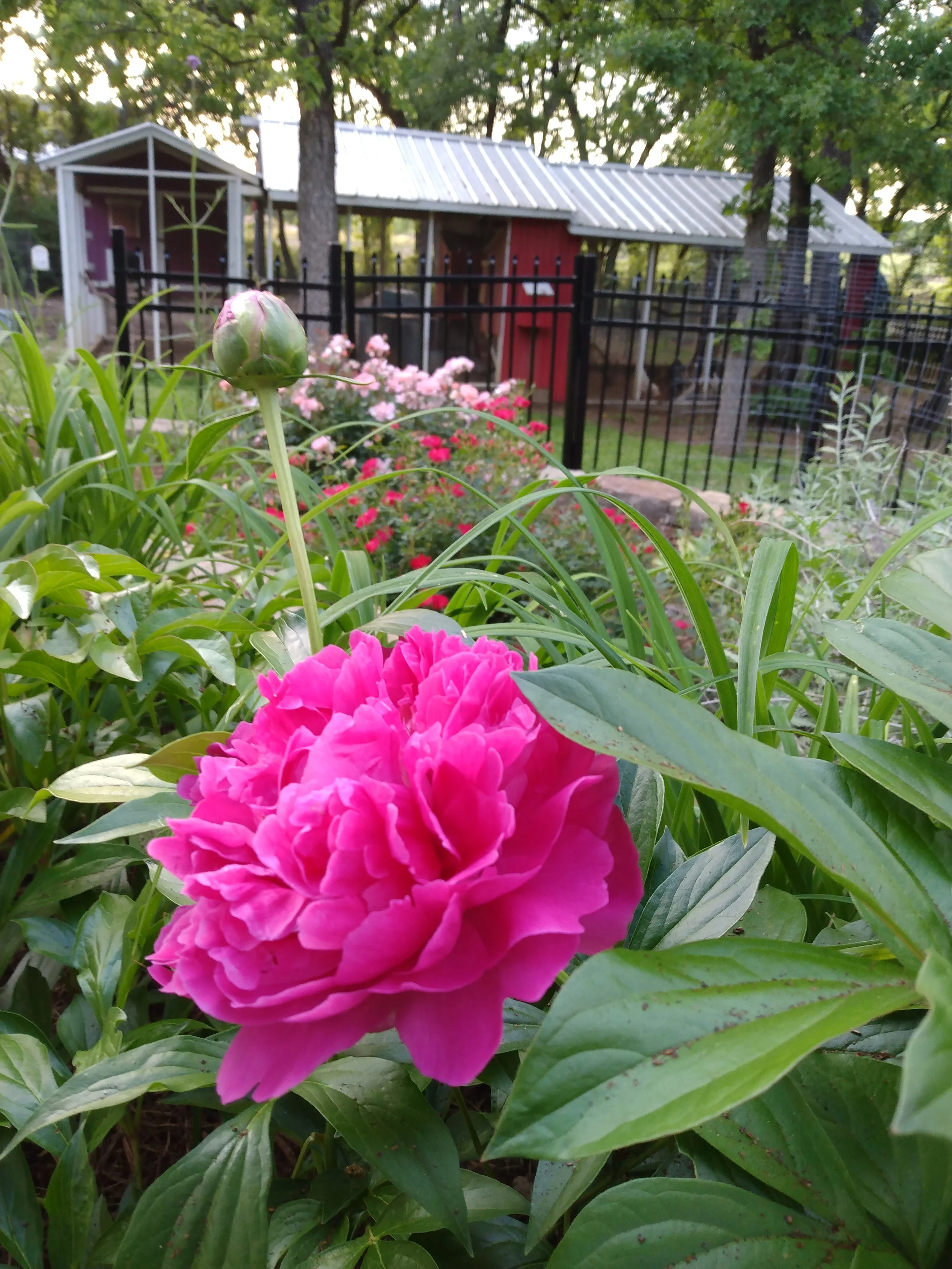 Peony in front of chicken coop
